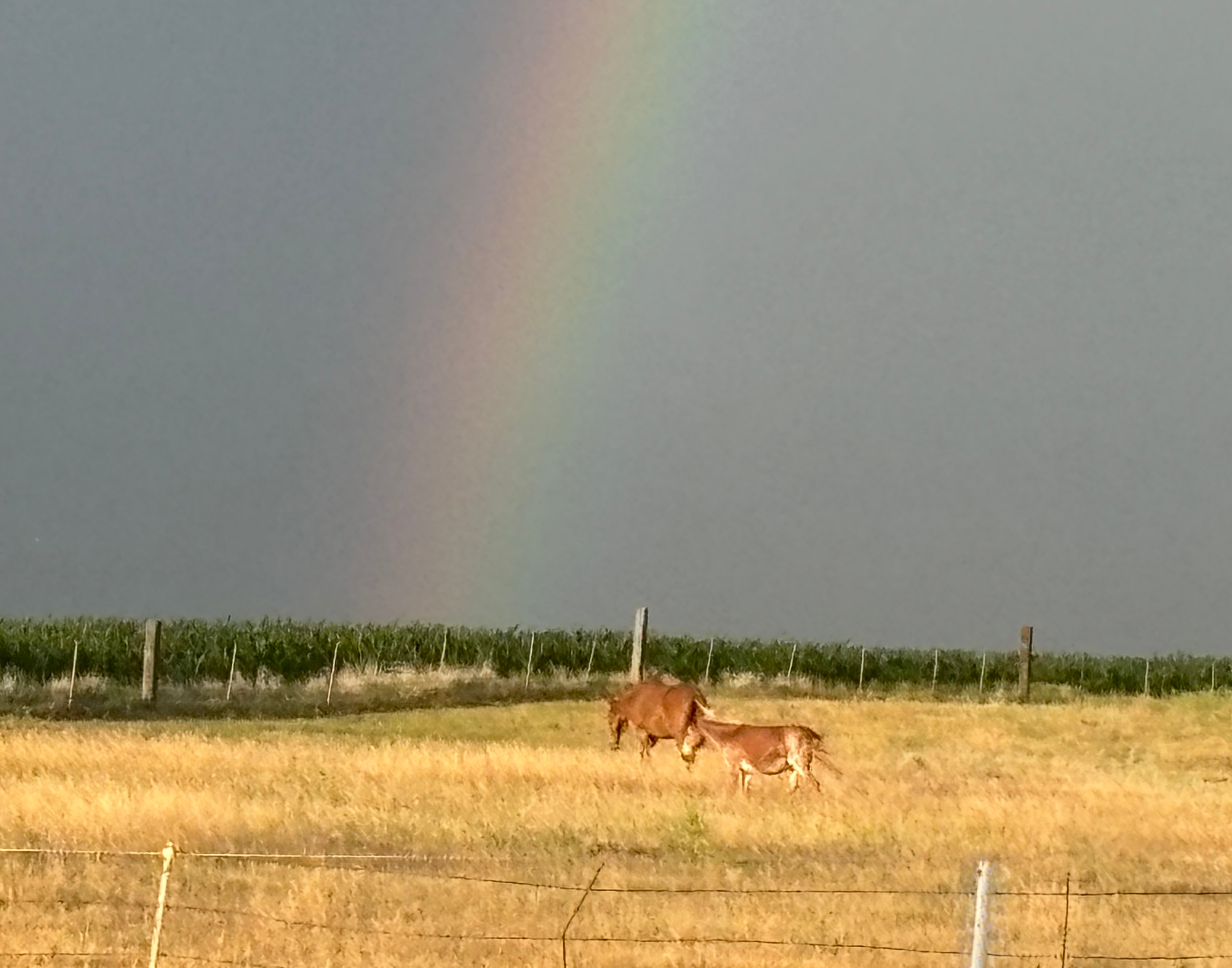 BeeHorsey Ranch