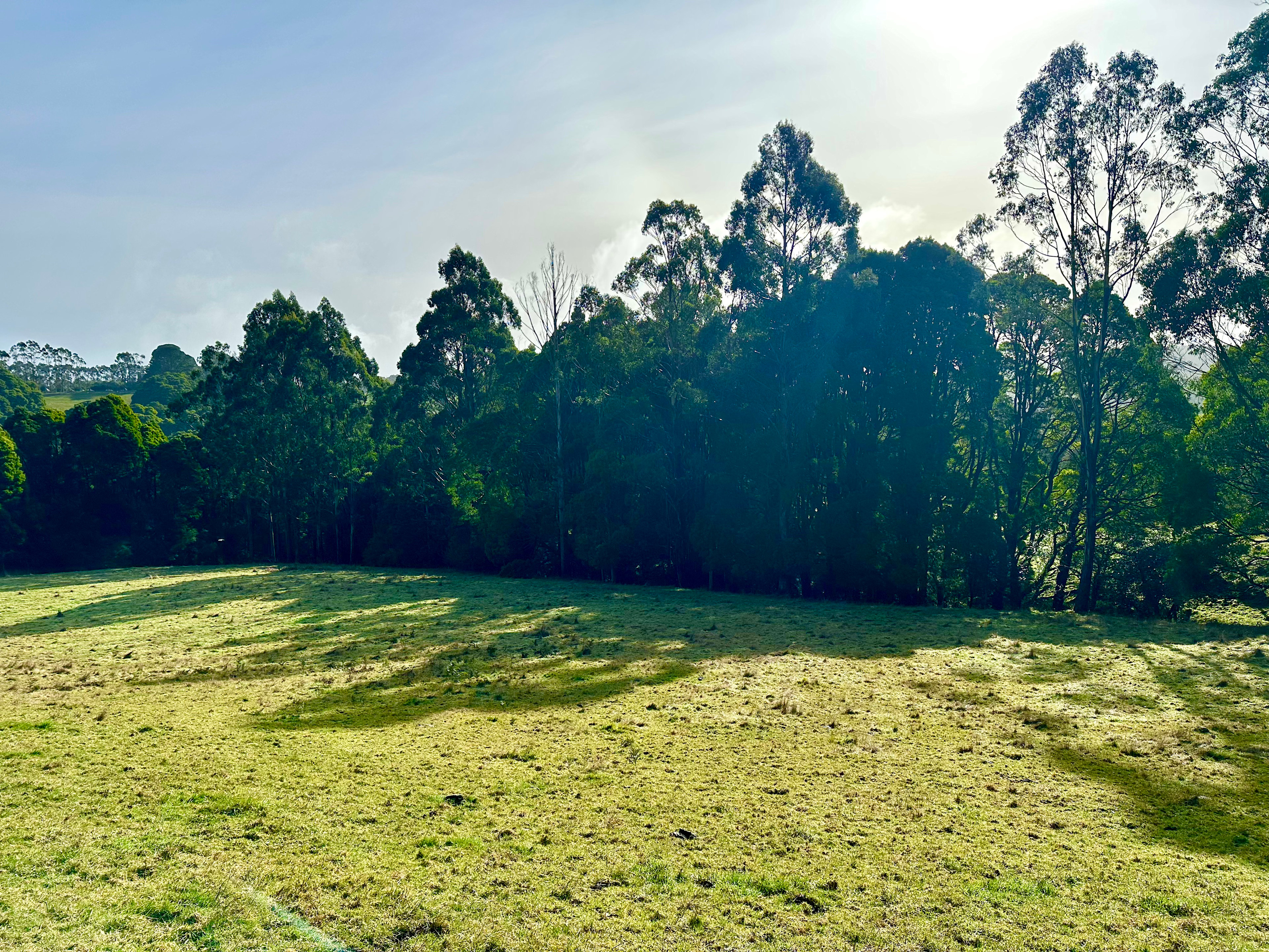 Otway Canopy Camp
