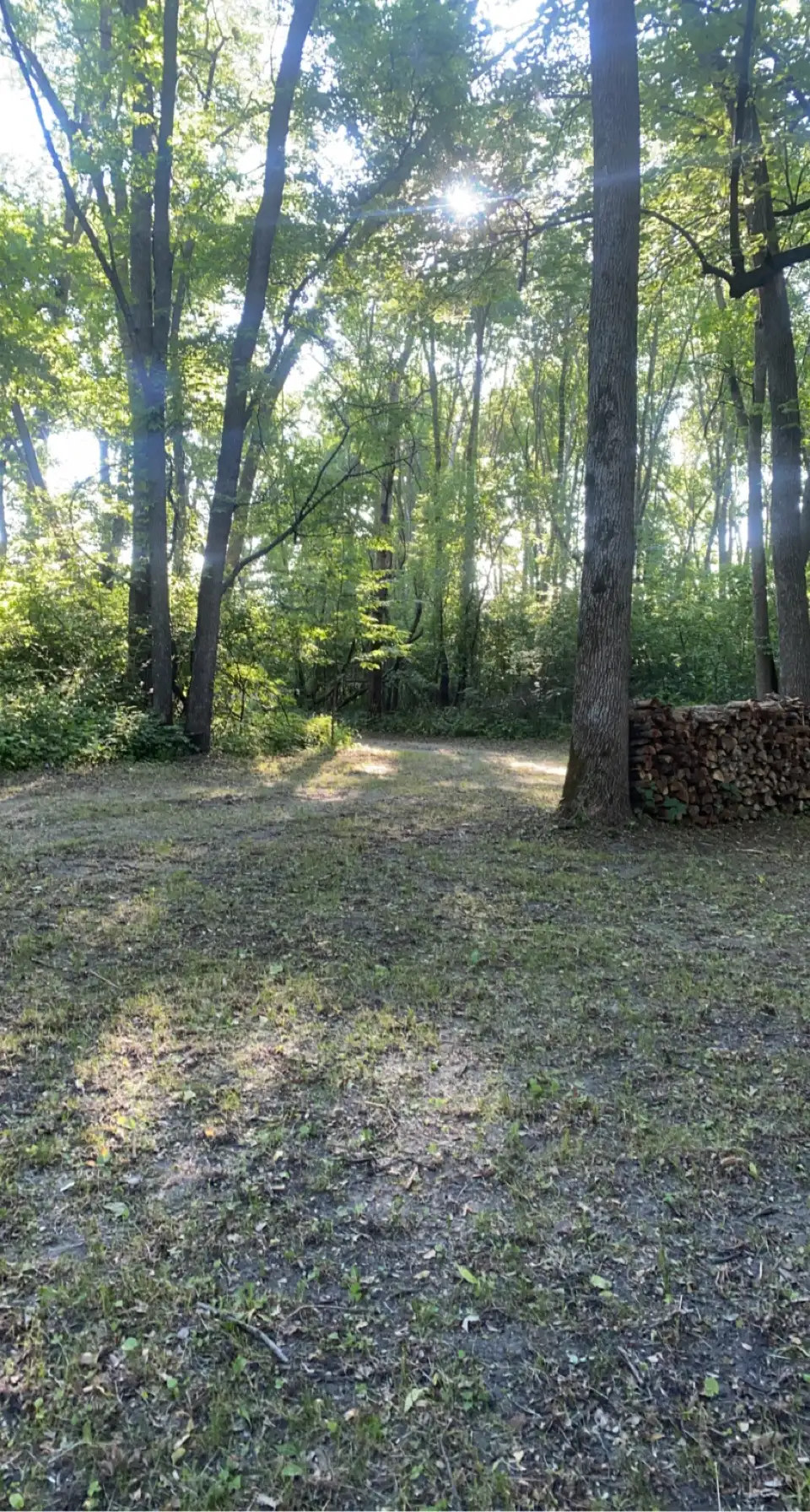 The Woods