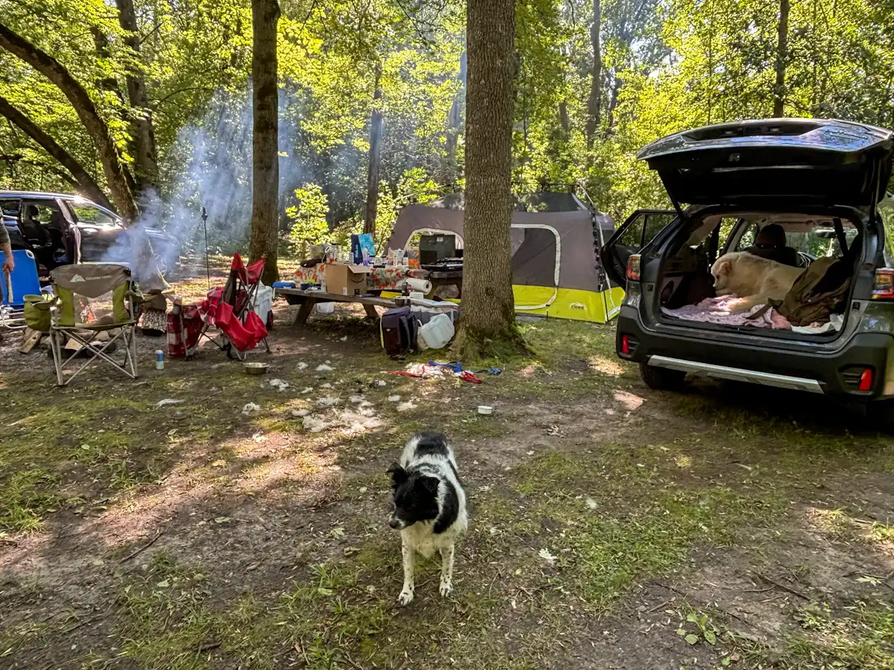 The Woods