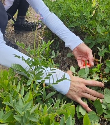 Wild strawberries in the national forest (taken 7.23.25)