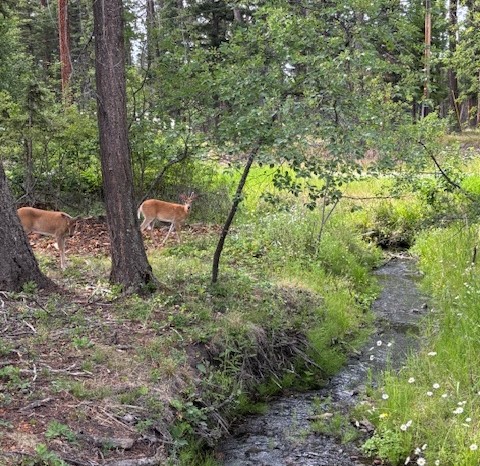Seeley Creek at the back of both sites