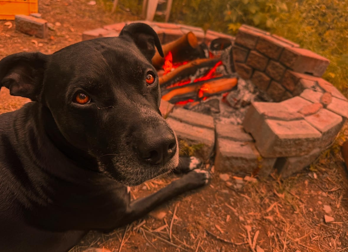 Thistle Dew in Fernie
