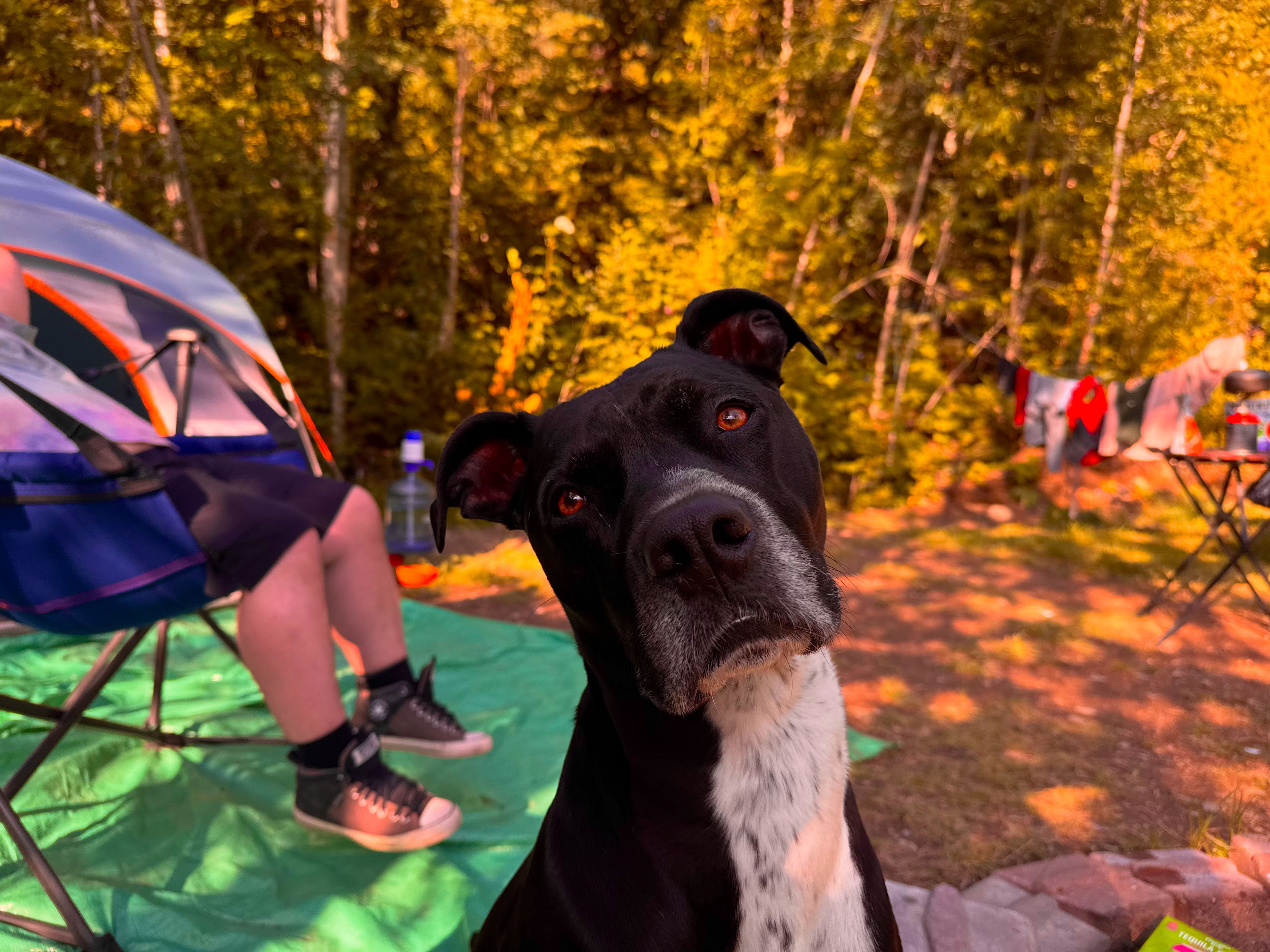 Thistle Dew in Fernie