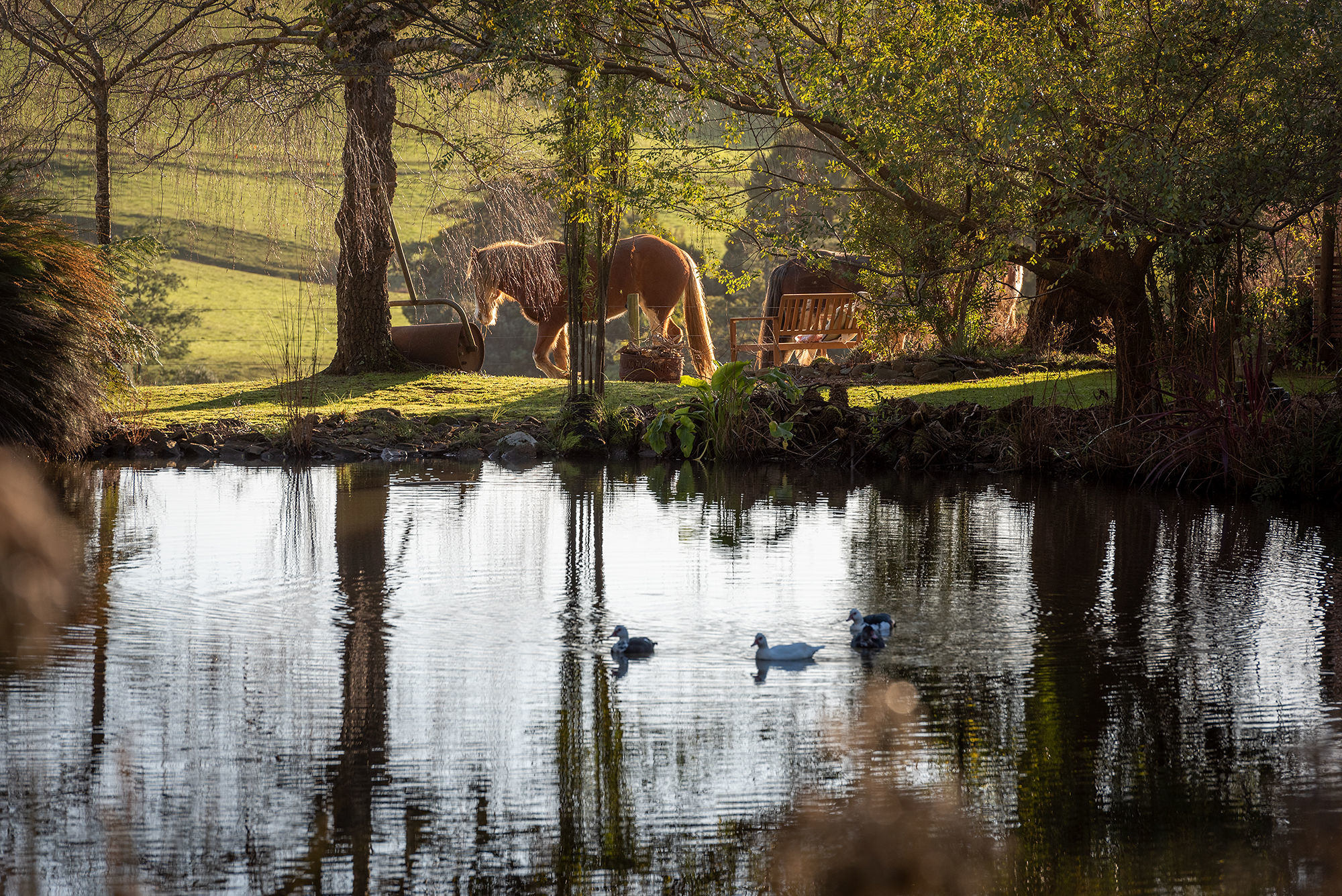Arion Park, Campsite, YOLLA NW TAS