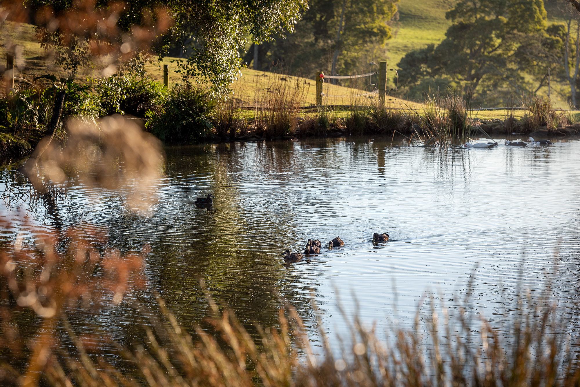 Arion Park, Campsite, YOLLA NW TAS