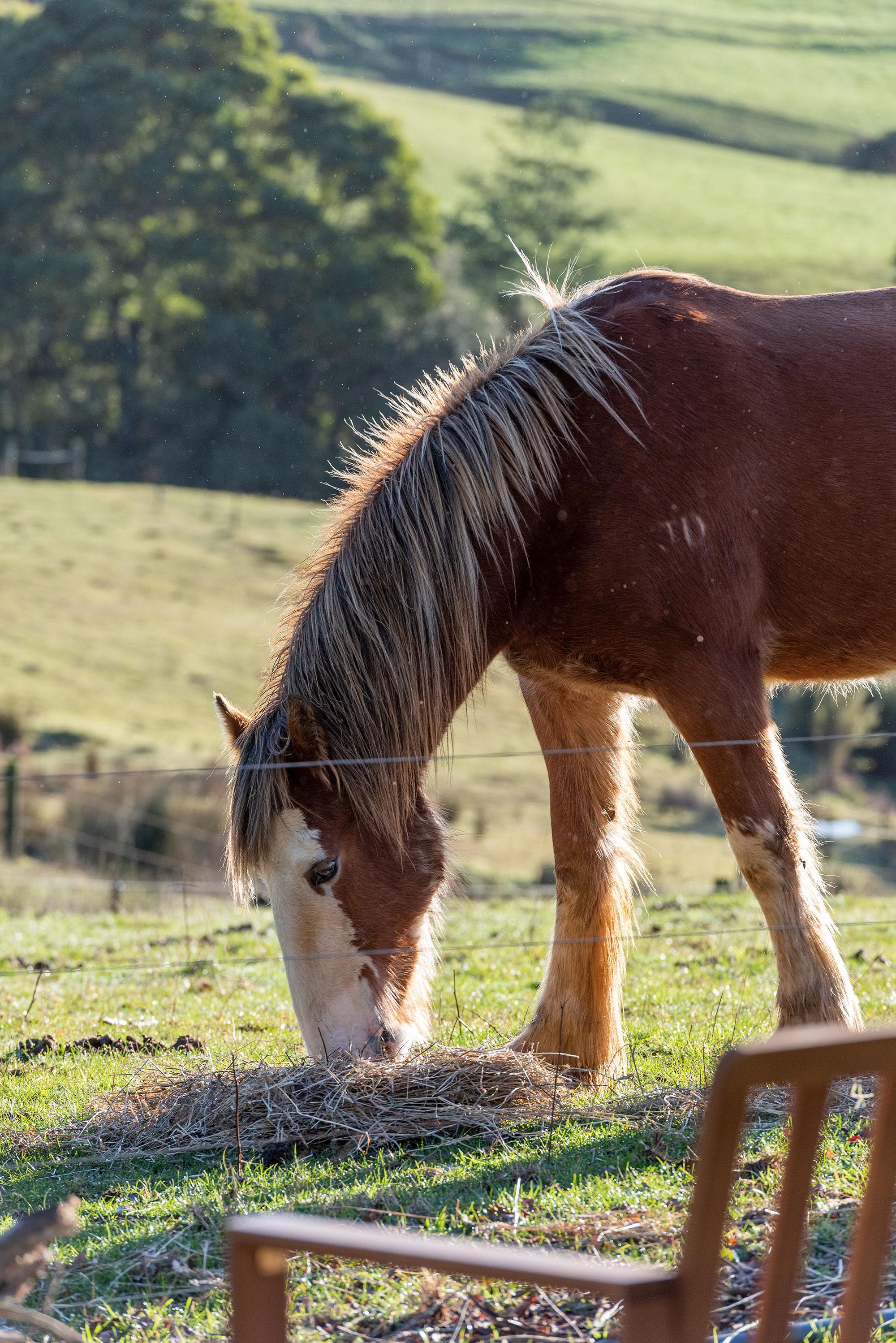 Arion Park, Campsite, YOLLA NW TAS