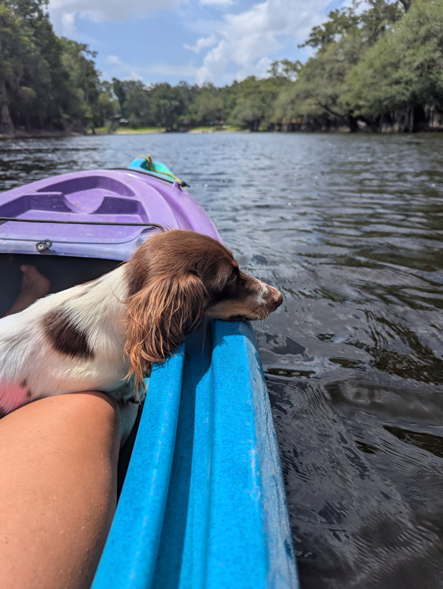 Santa Fe River's Edge