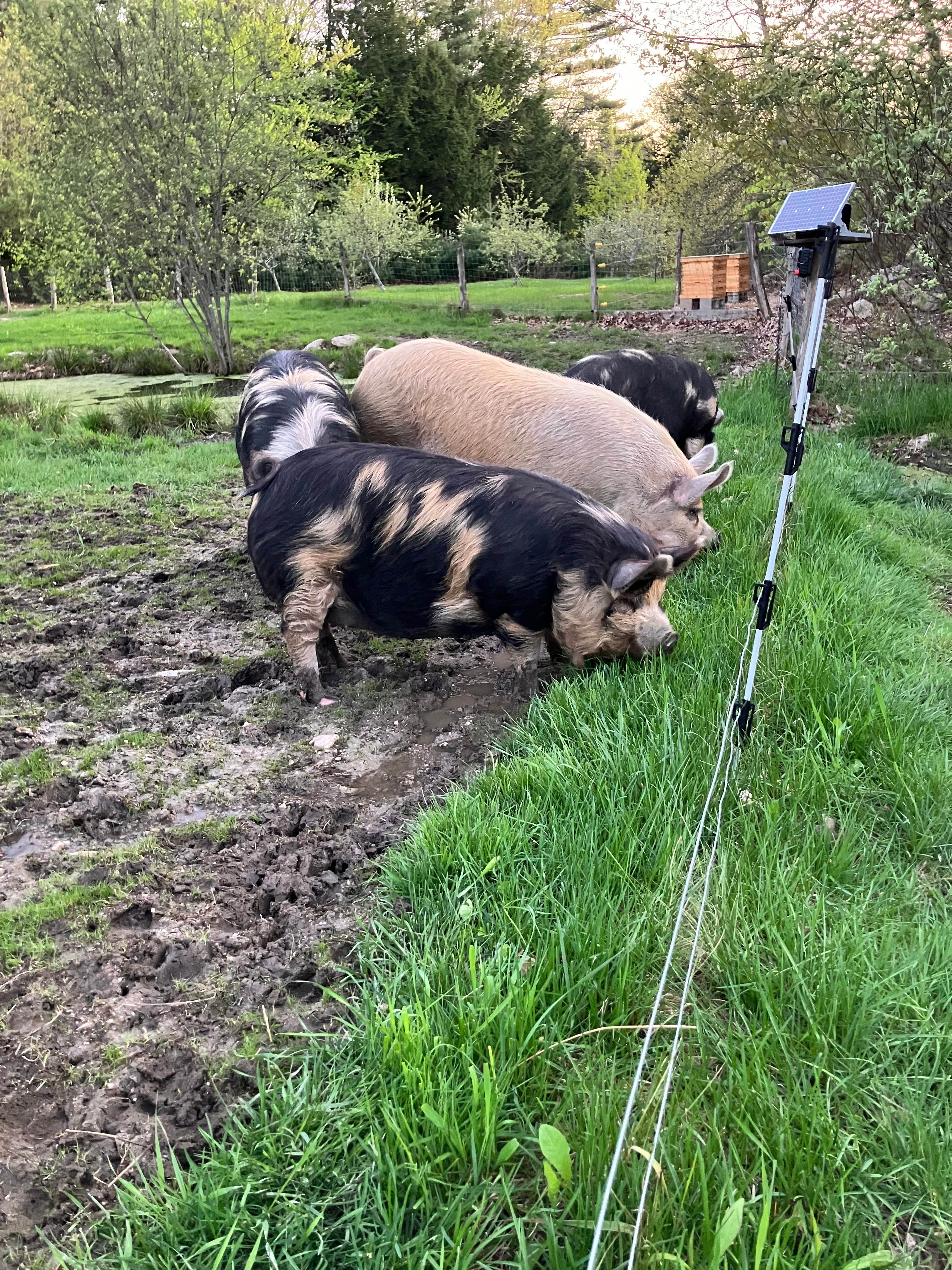 Boulder Meadows Farm