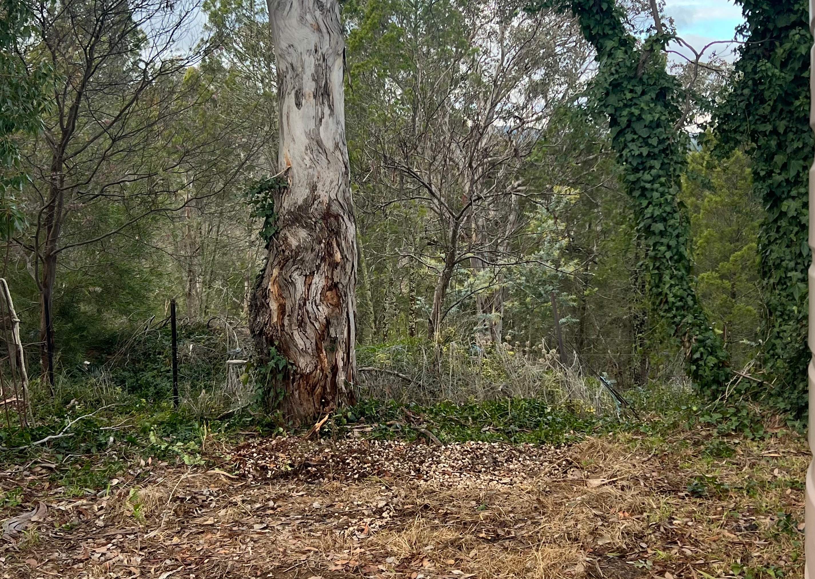Bush Rest for Canberra Adventure