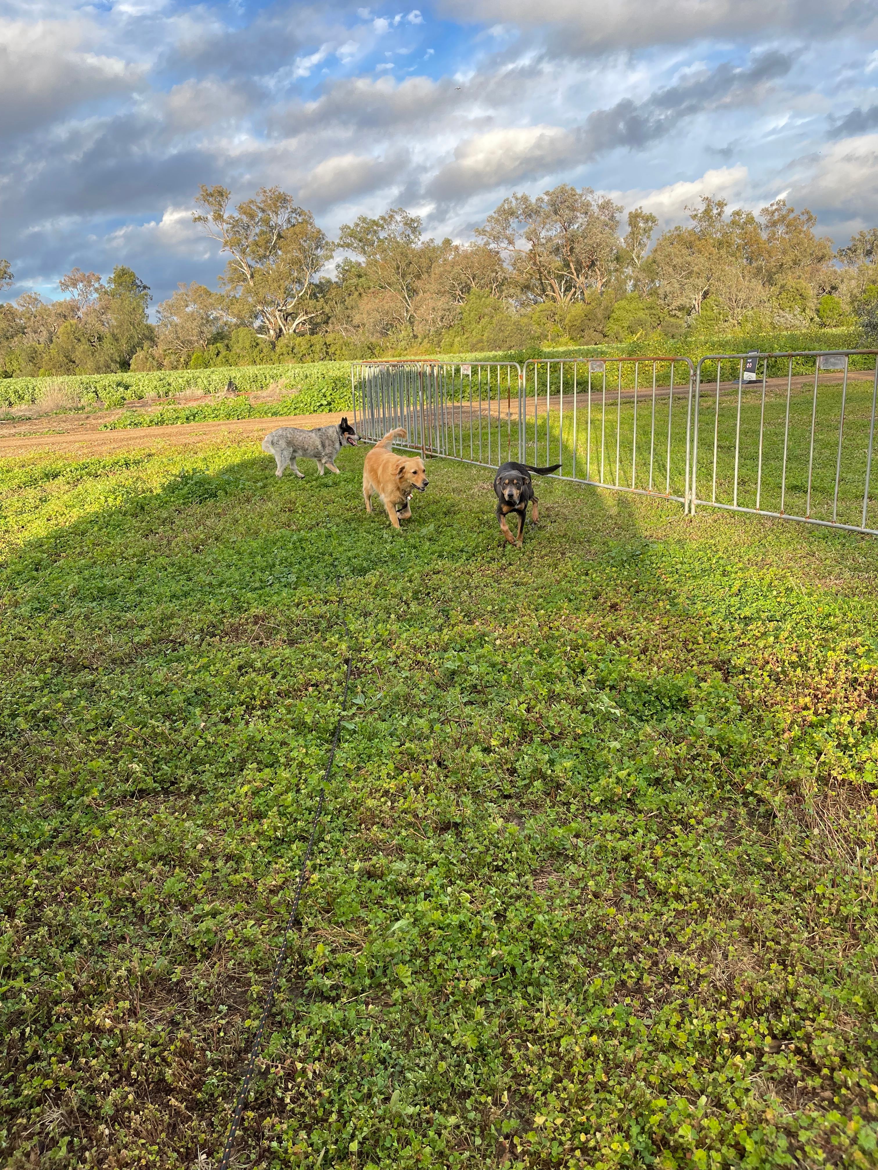 Tarrawingee Farm - Curated Gardens