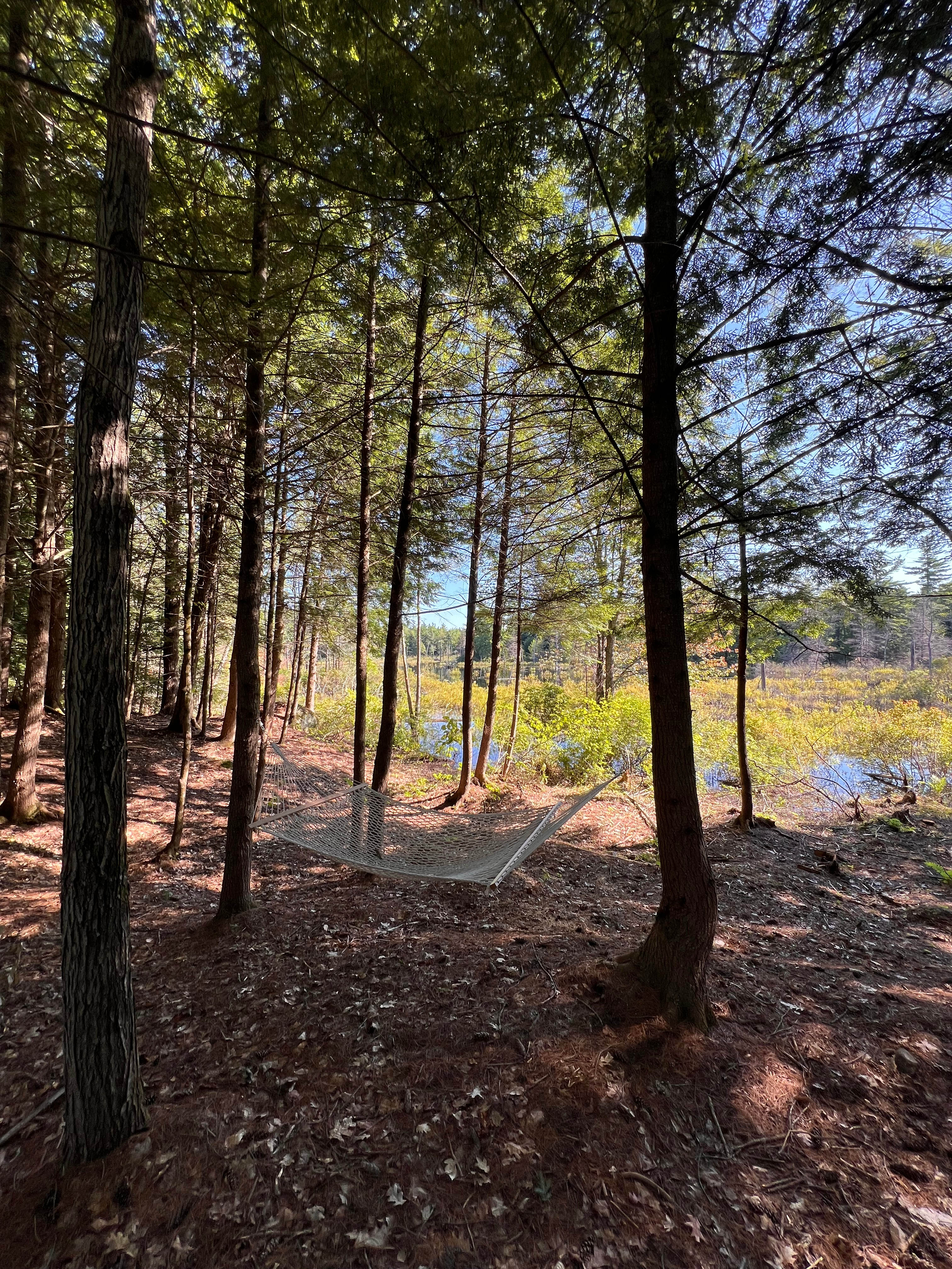 Hammock in dappled shade.