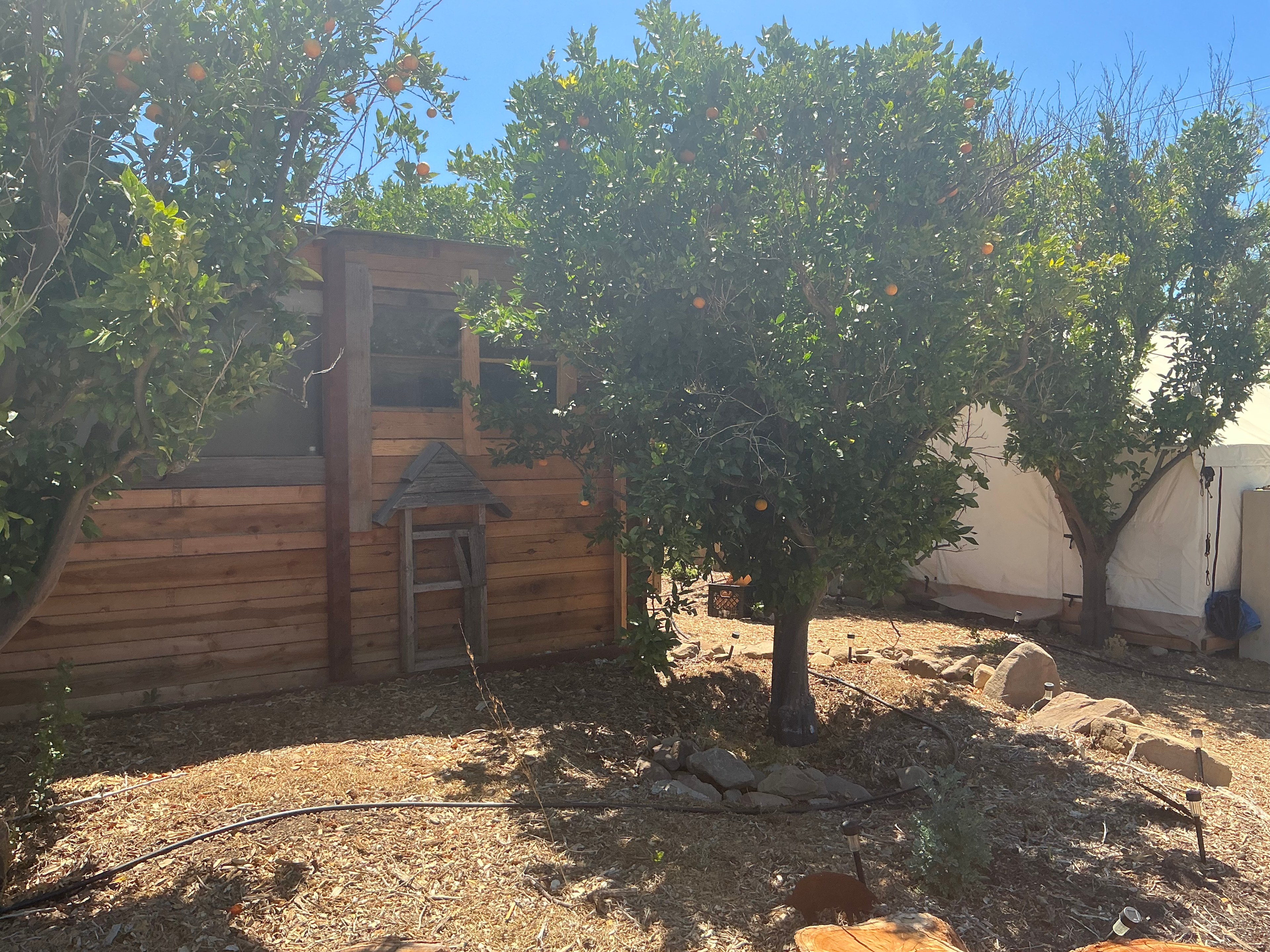 Grand Ojai Pixies