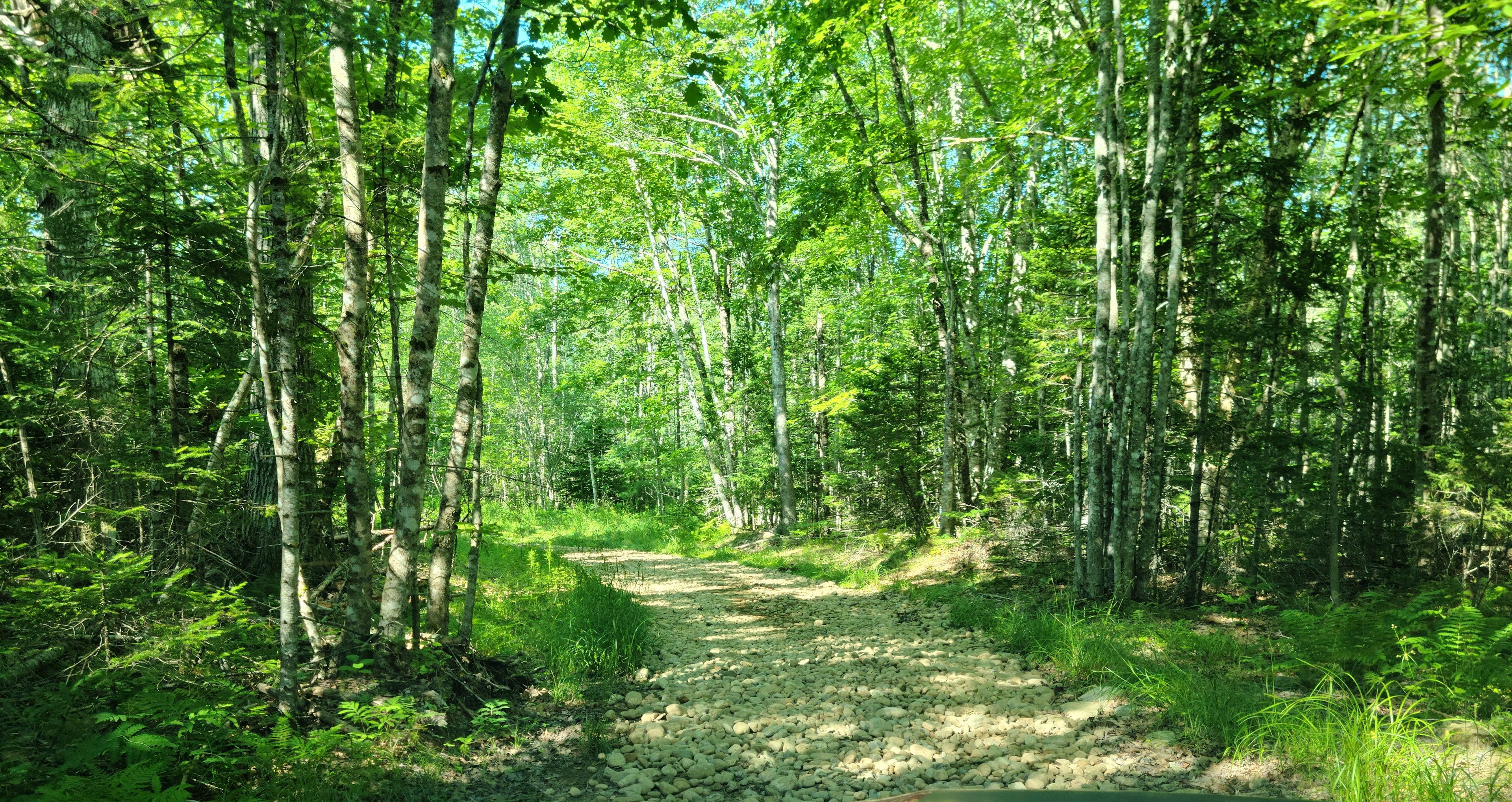 Rocky woods road corner