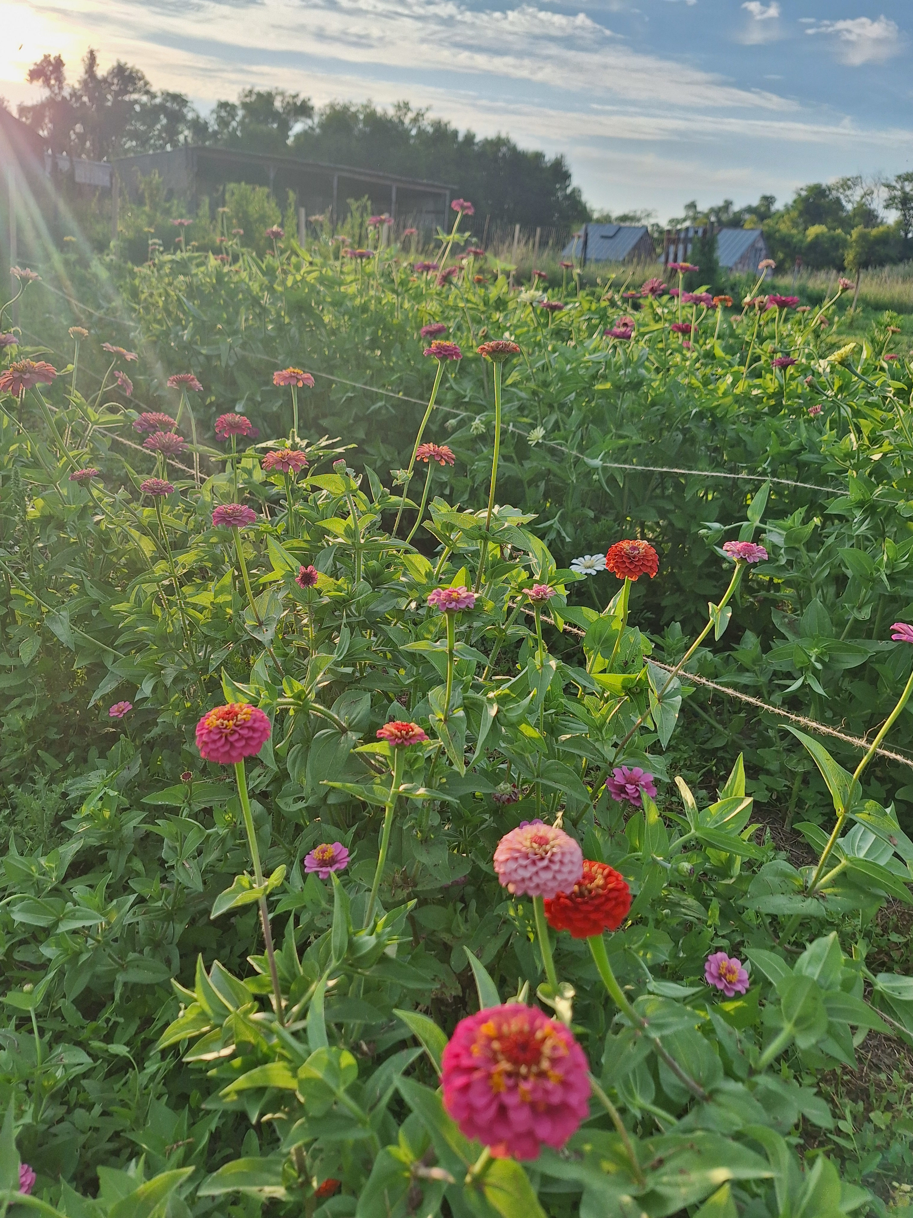 Silly Goose Farm - Cut Flower Farm