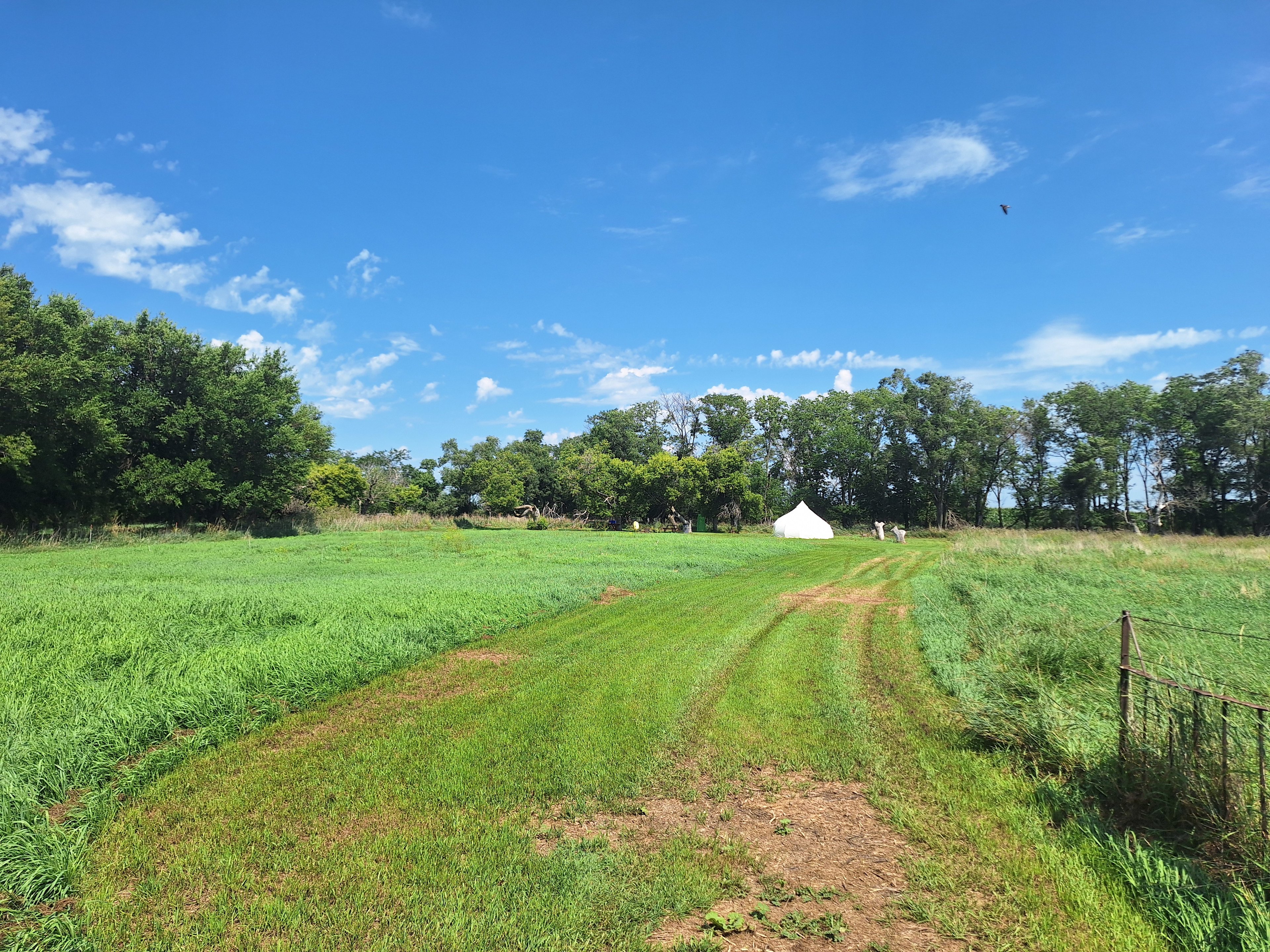 Silly Goose Farm - Cut Flower Farm