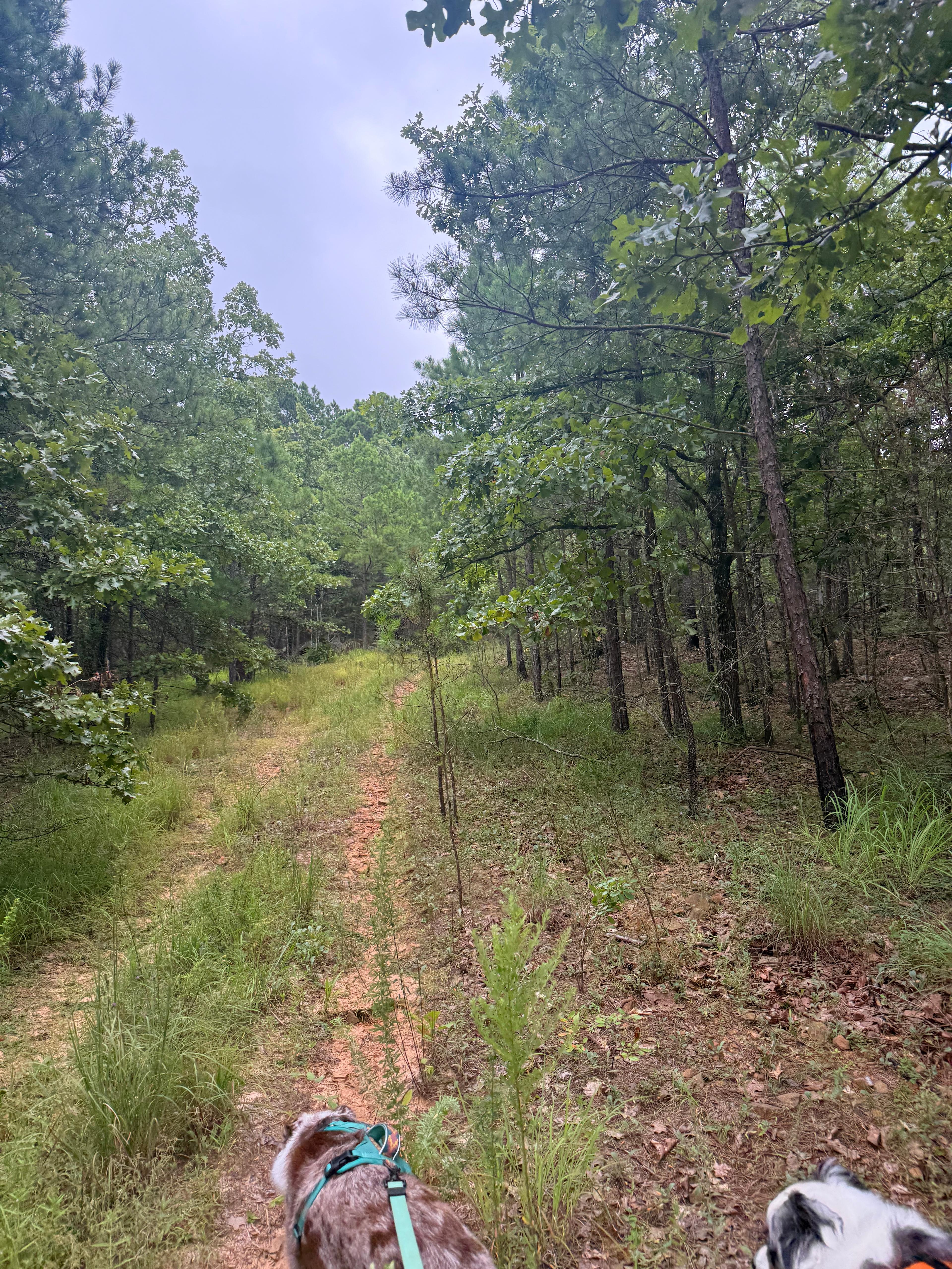 Buffalo Tree Ranch
