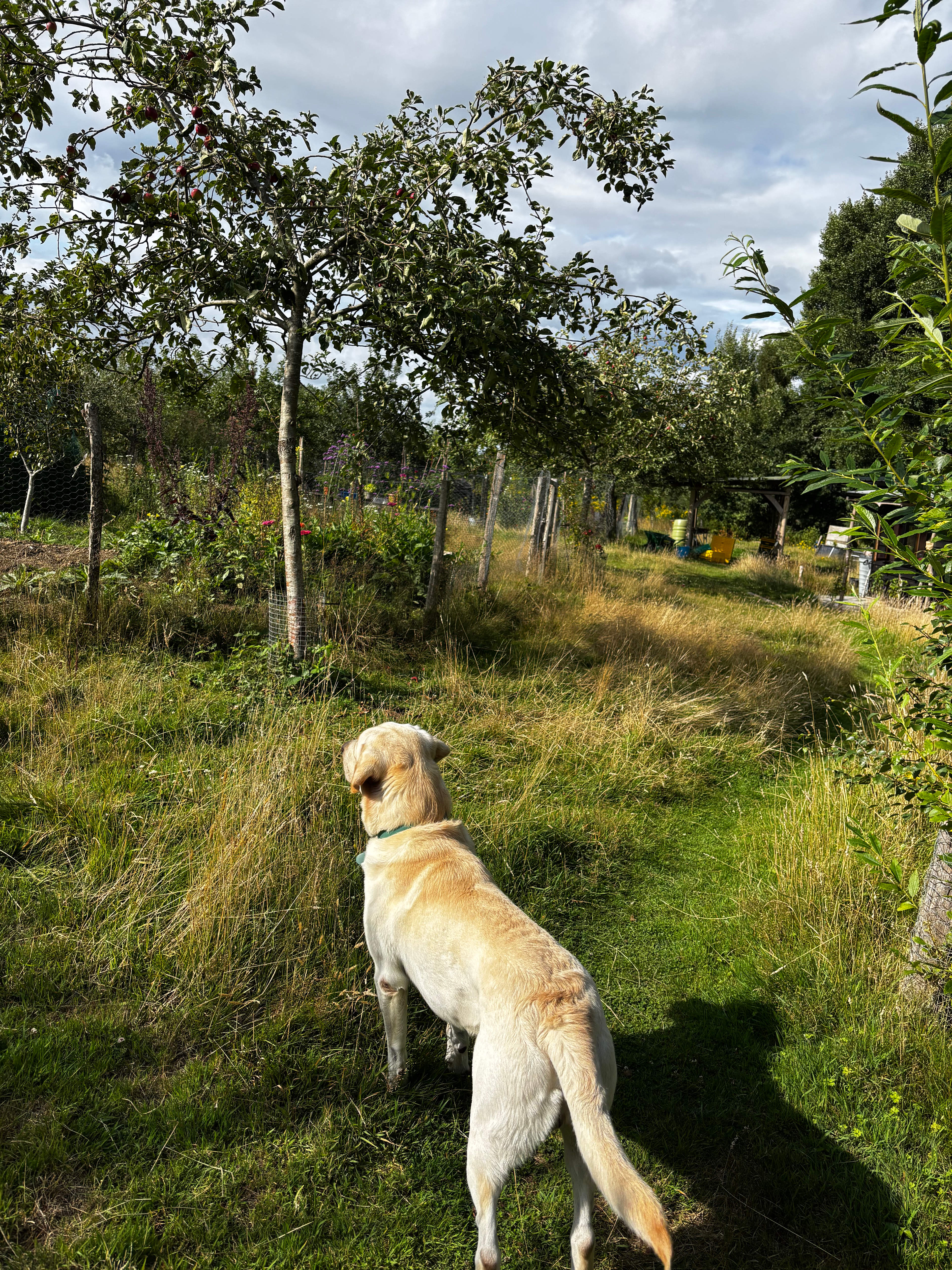 Our dog in the orchard 