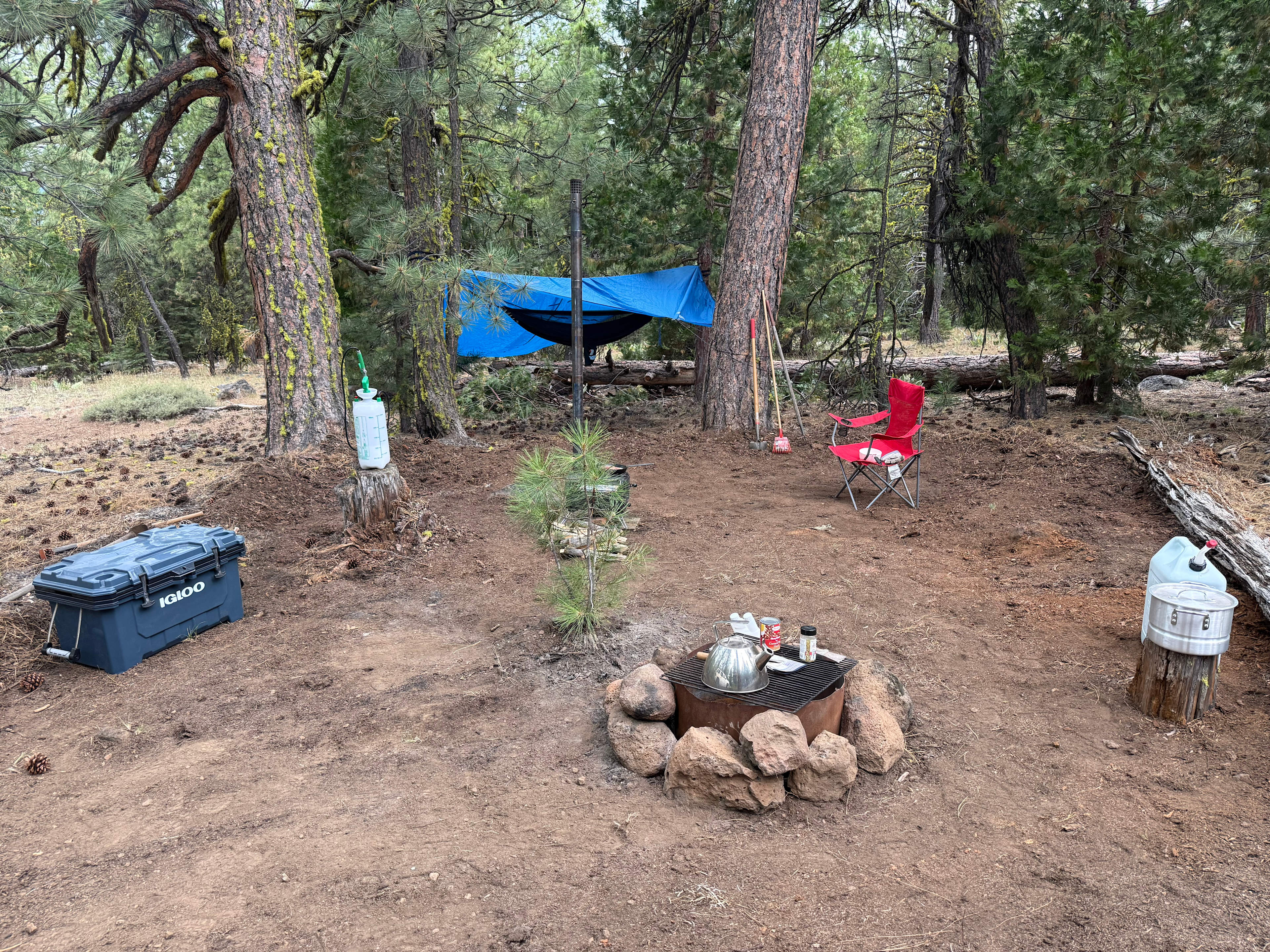 Nestled in the pines … plenty of spots for hammock camping or tent - 