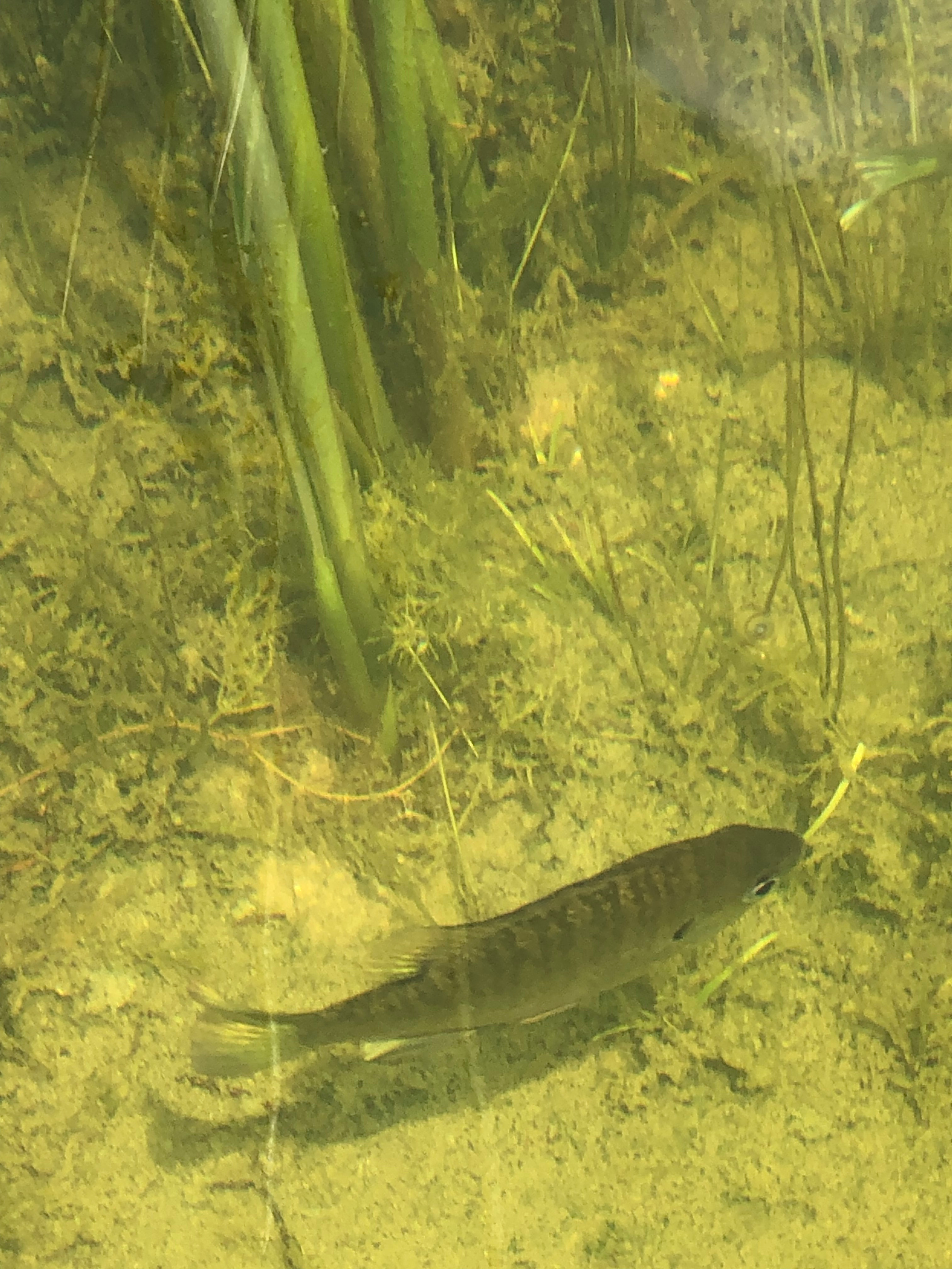 Fish in the pond