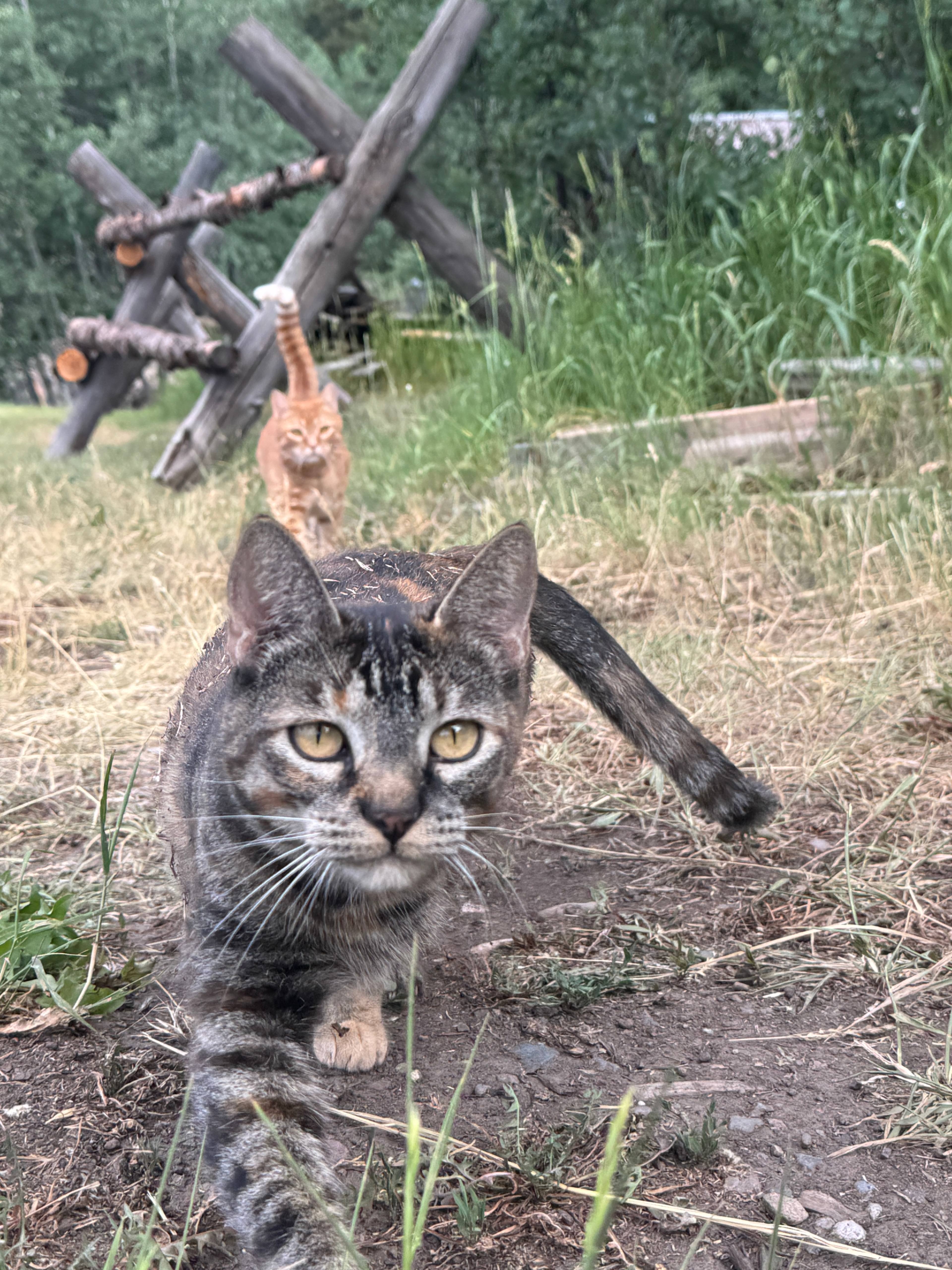 Mouse patrol: Delta (grey) might be spotted patrolling the camping area. Charlie (orange) is a lazy bum who rarely leaves the house. Petting welcome!