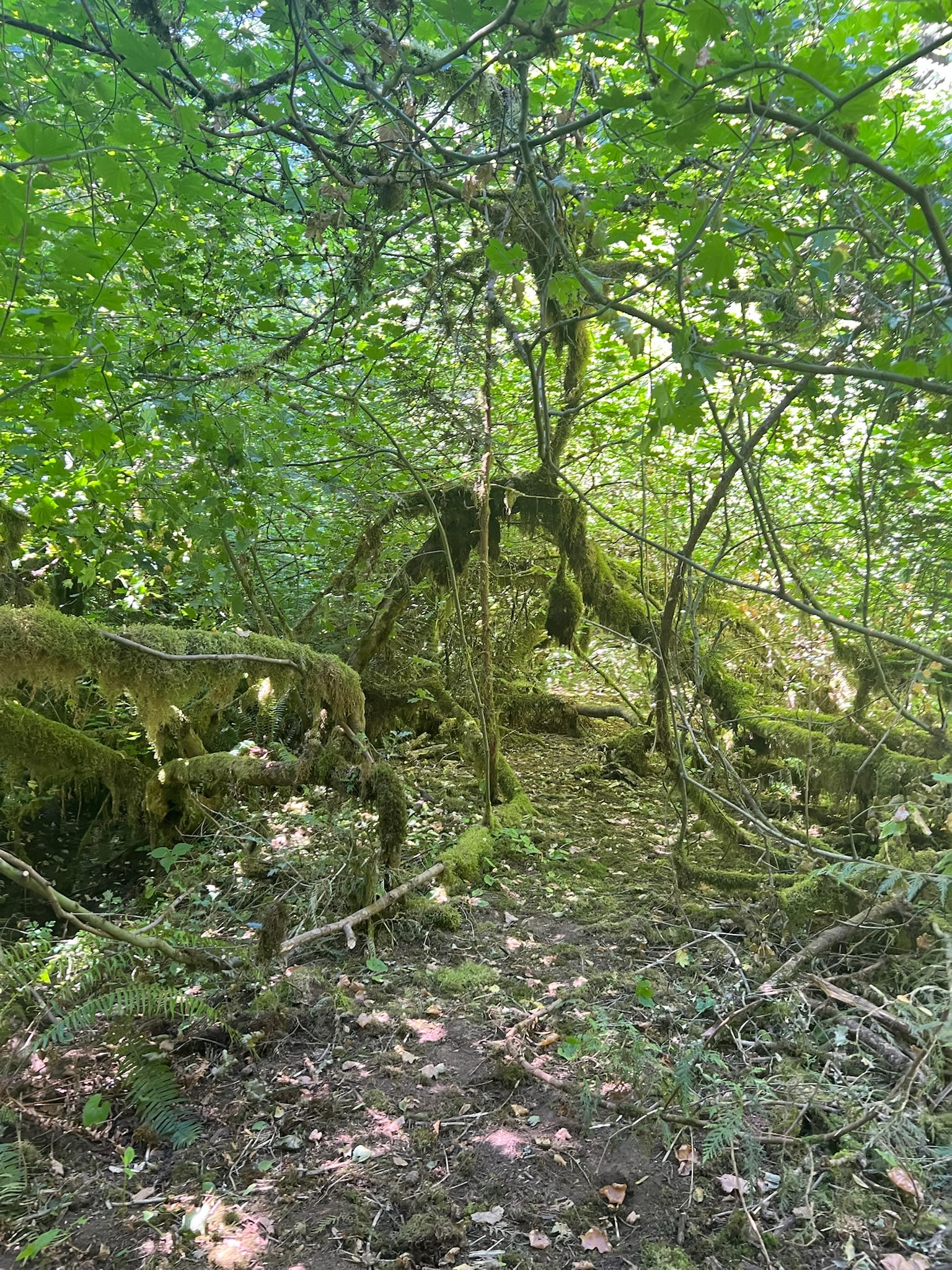 Cedar Hollow