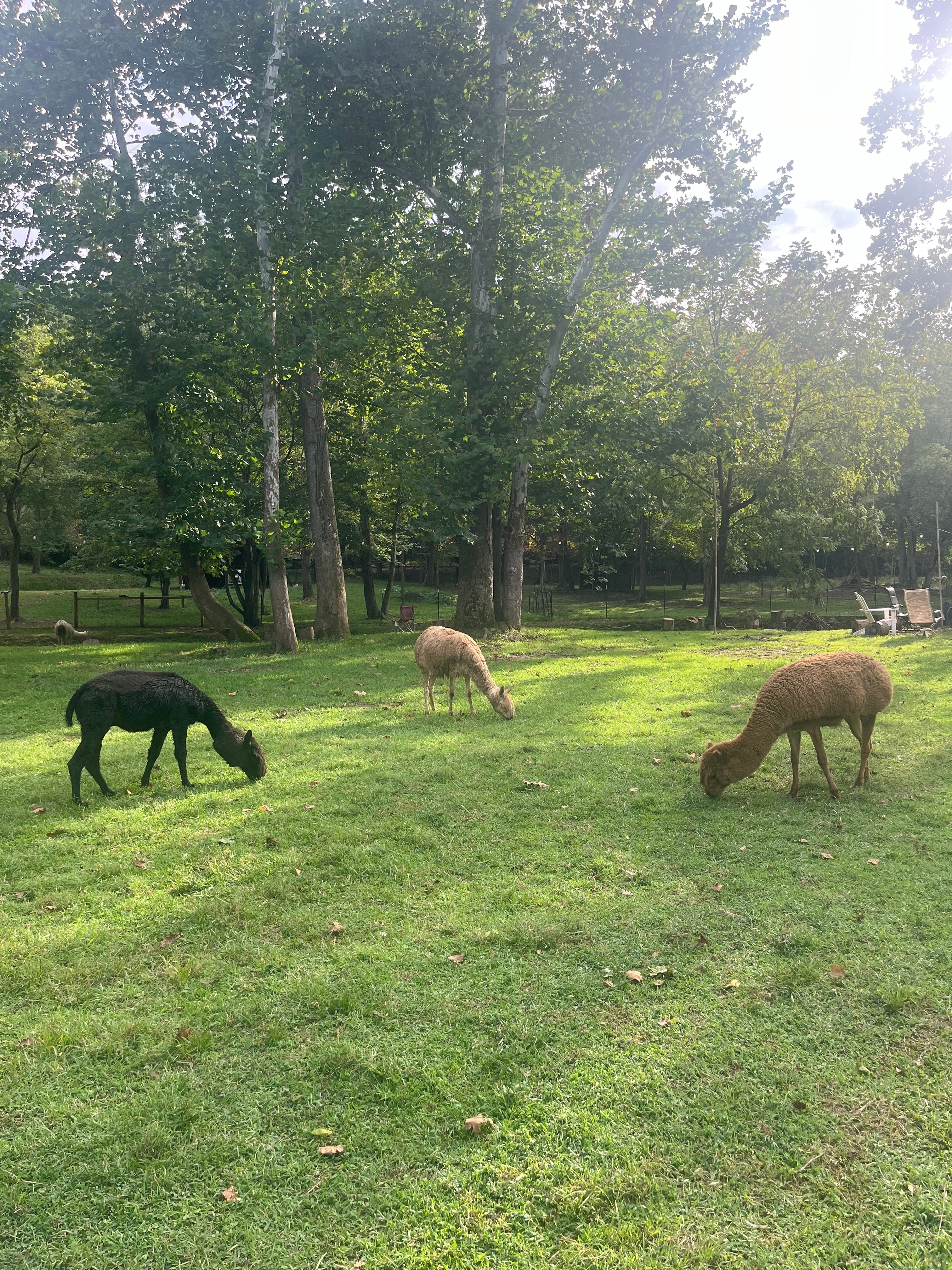 Roma Flores Farm