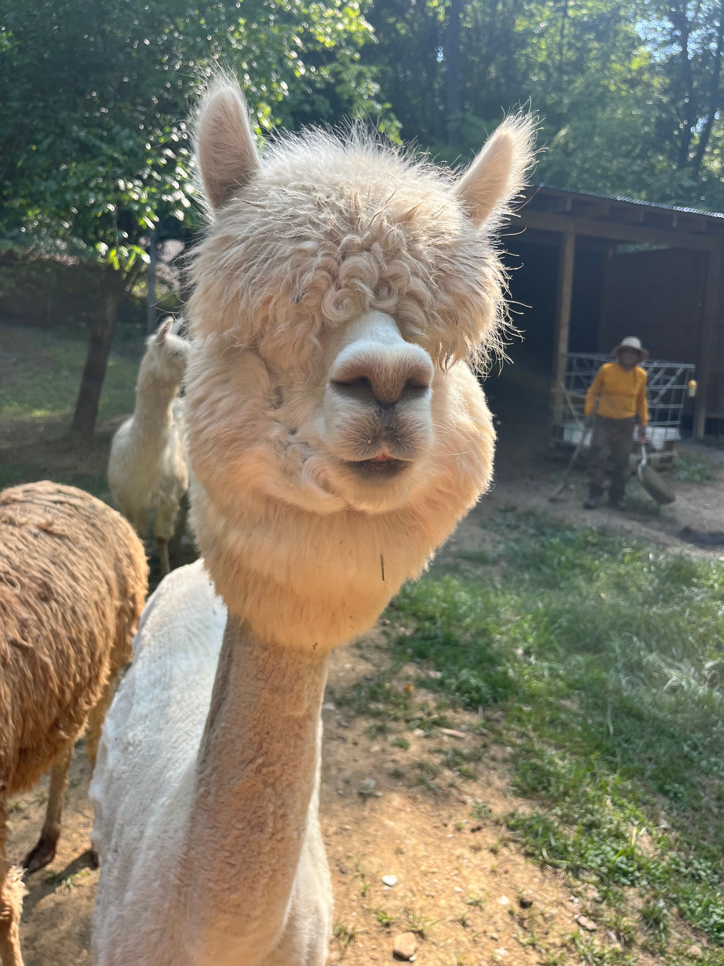 Roma Flores Farm