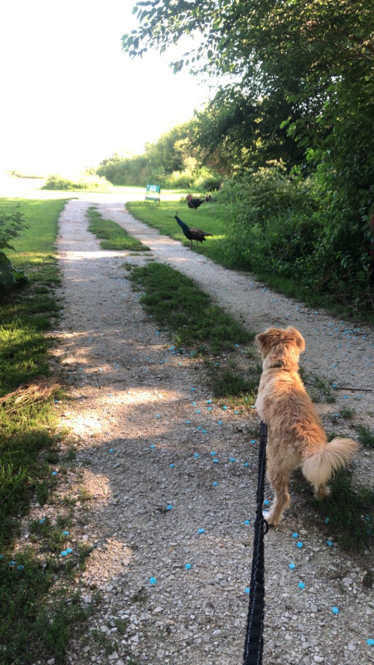 Daisy’s Farms On Notalotta Acers