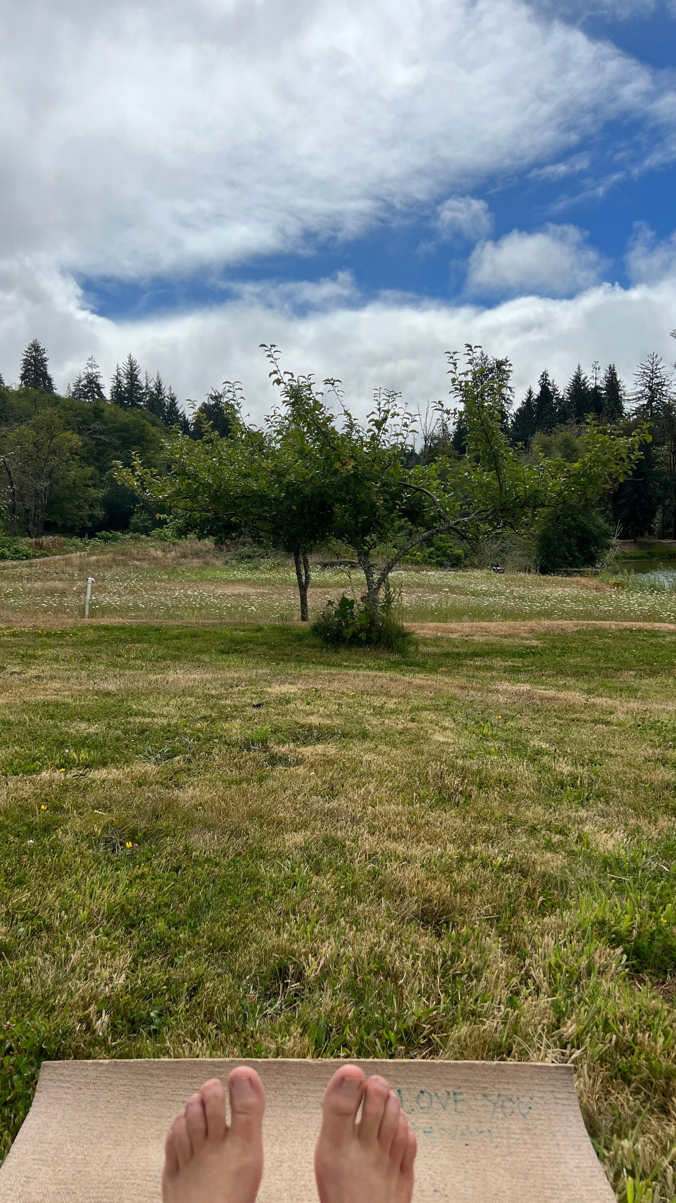 Looking out toward the "orchard" and river.
