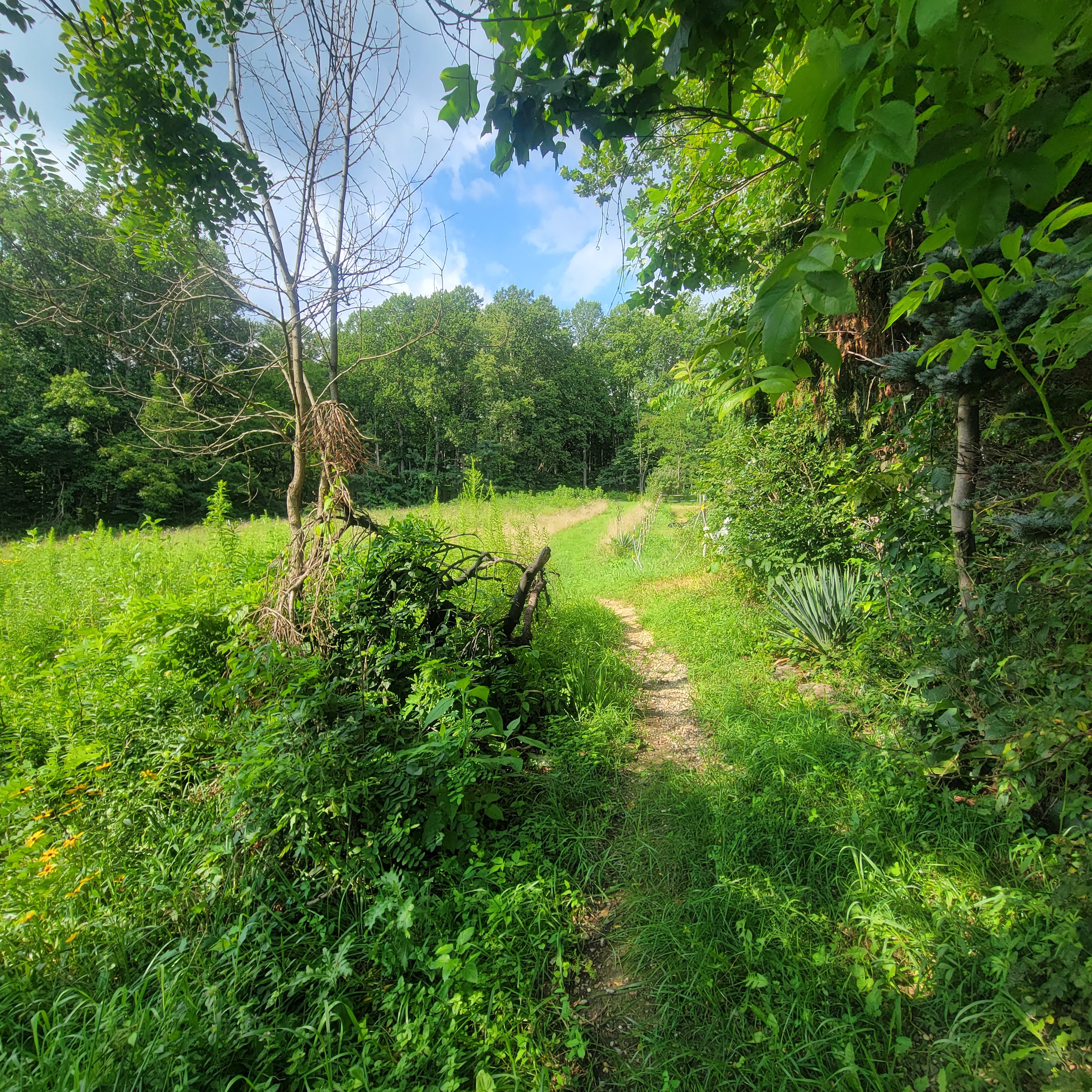 Destination: Gearhead