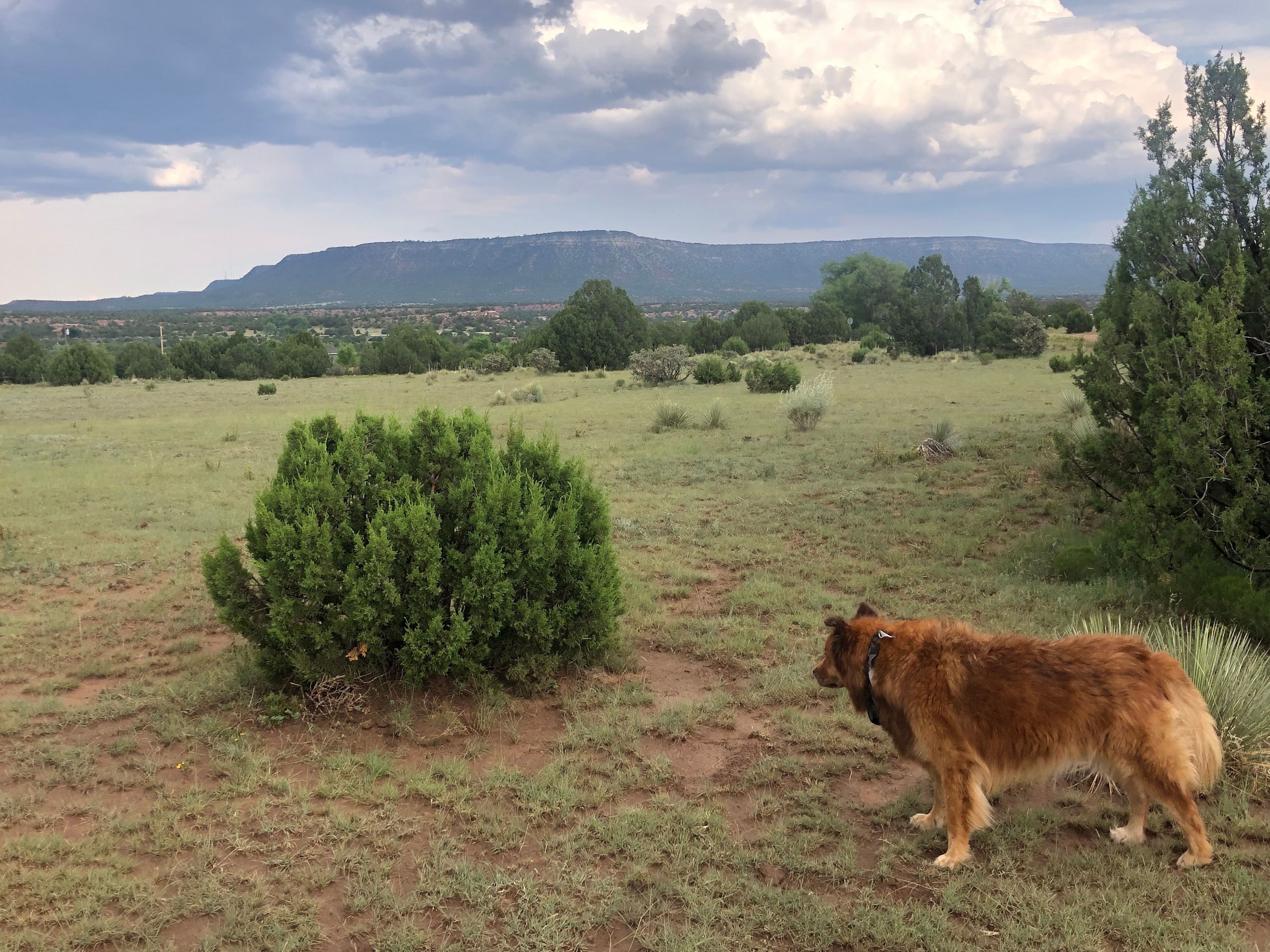 Las Sabinas Ranch