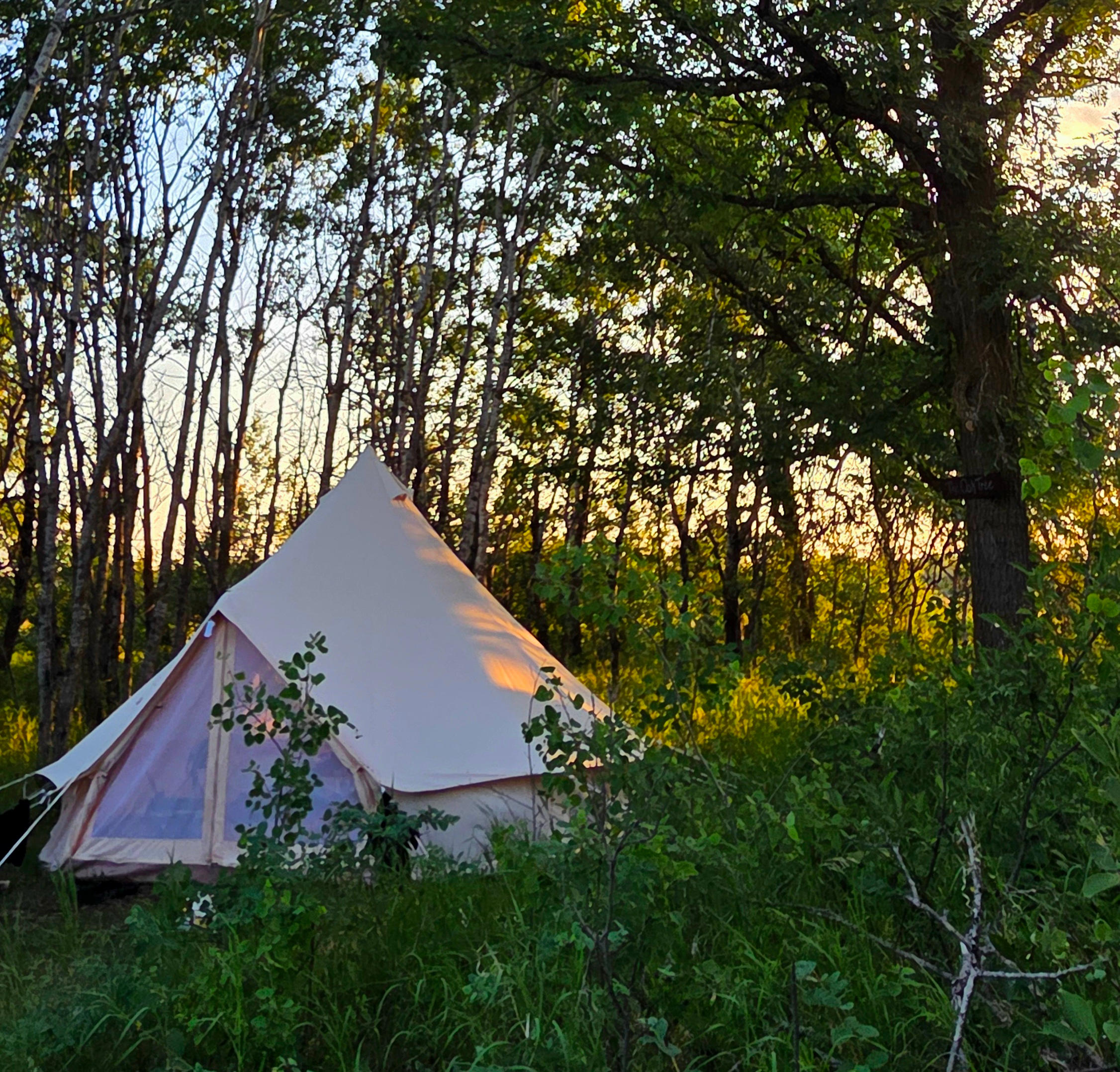 Woodland Hideaway