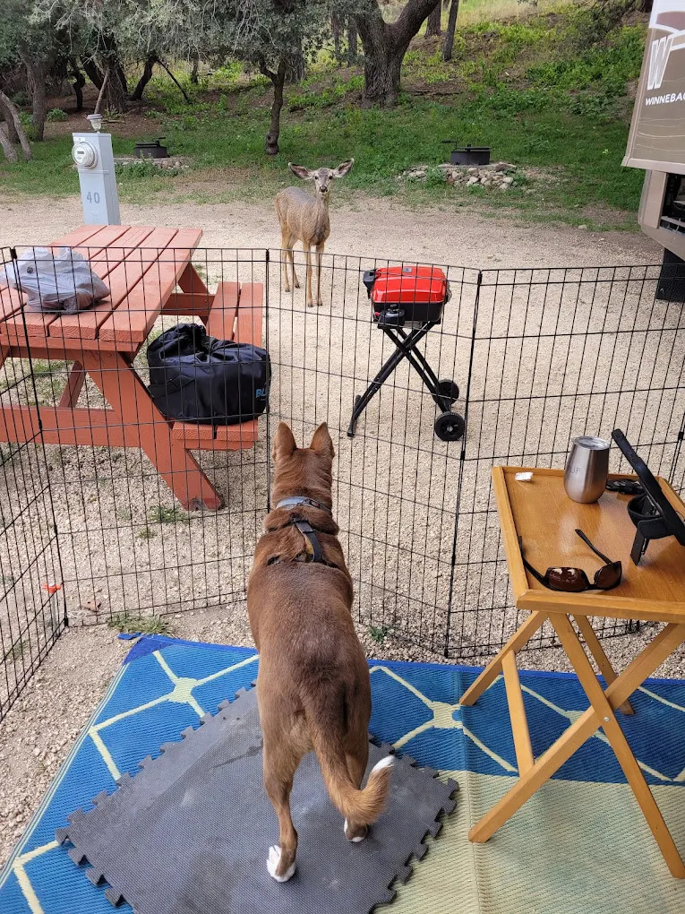 Burro Mountain Homestead