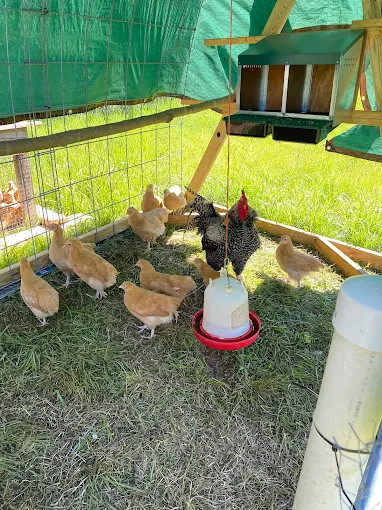 Matthews Creek Farm