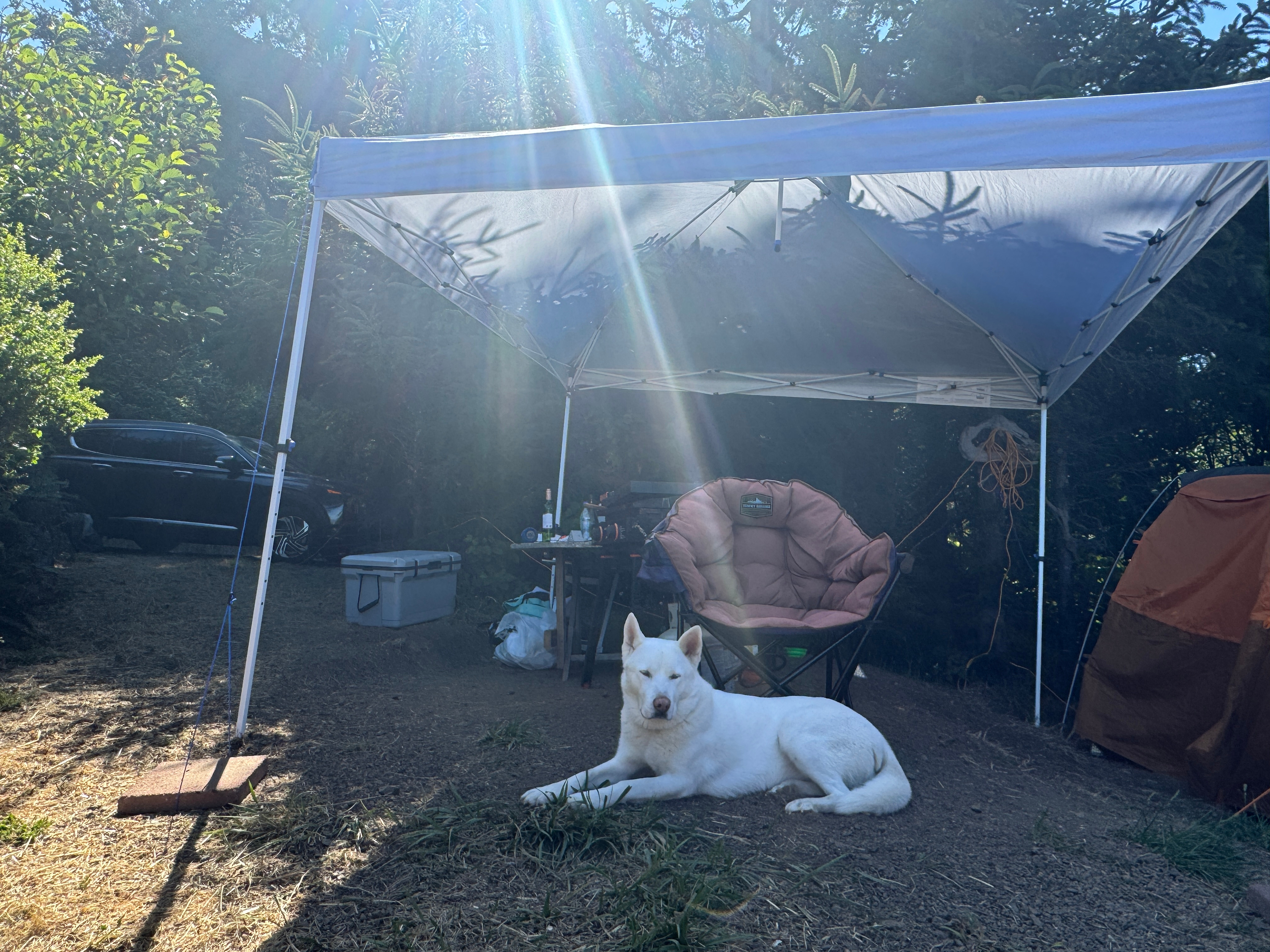 Shaded area we put up! This spot gets lots of sun