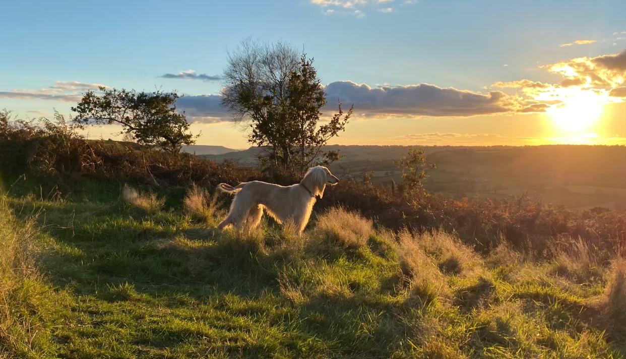 Jurassic Airstreams Spa Glamping