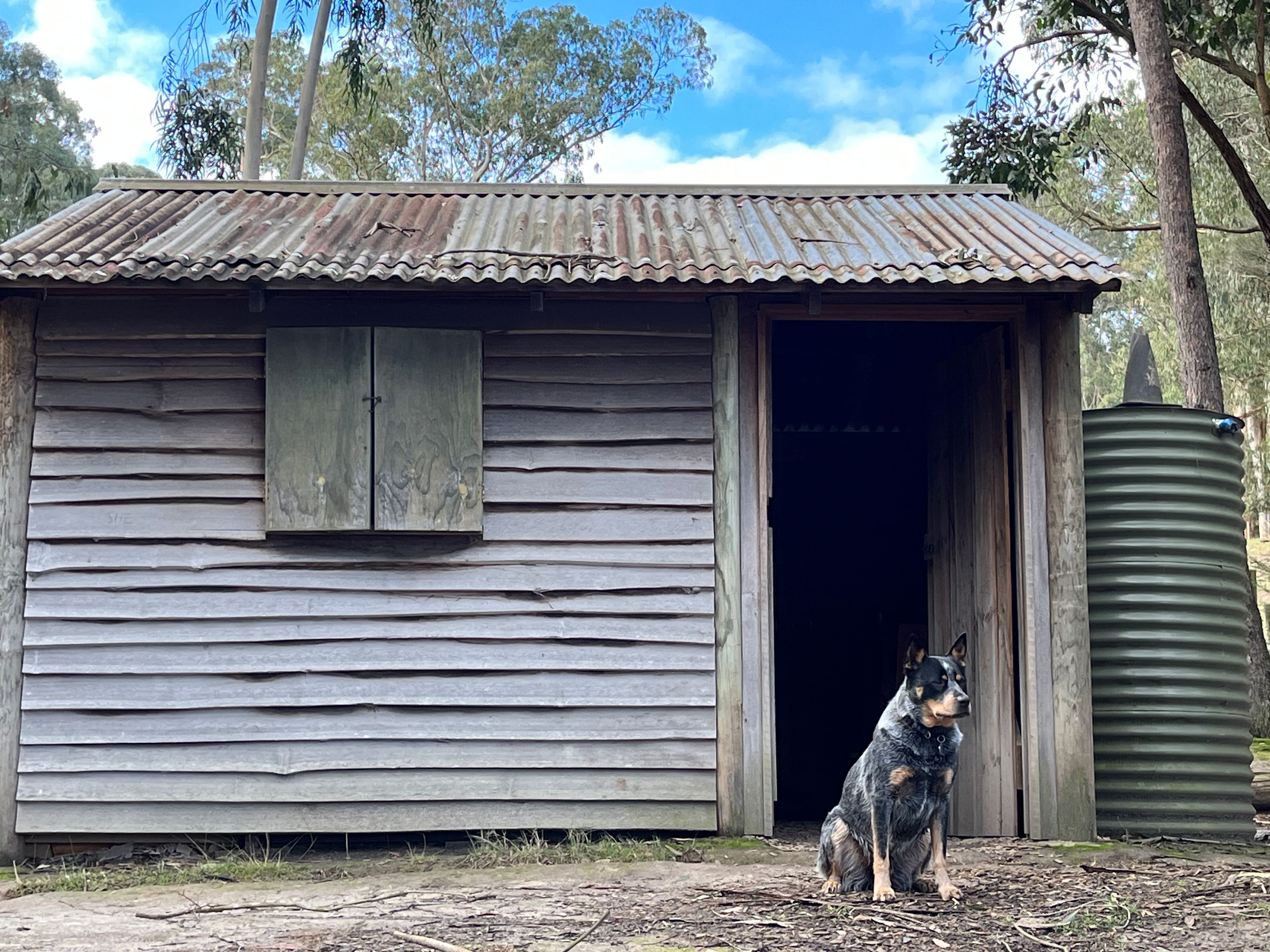 Whispering Gums
