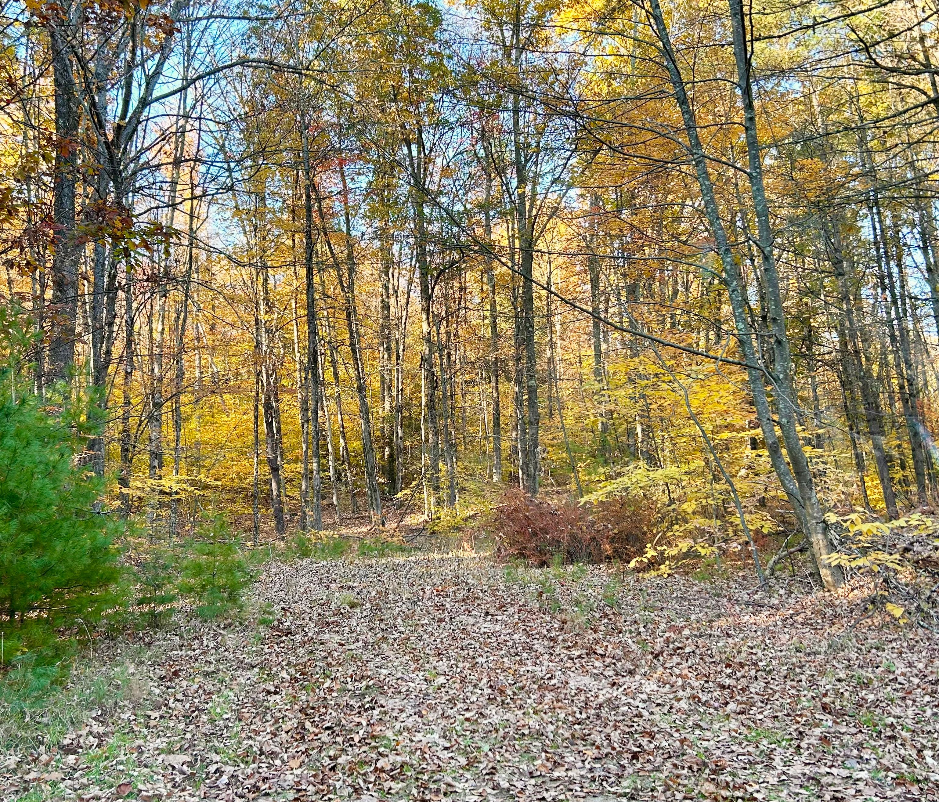 Rustic Adirondack Camp