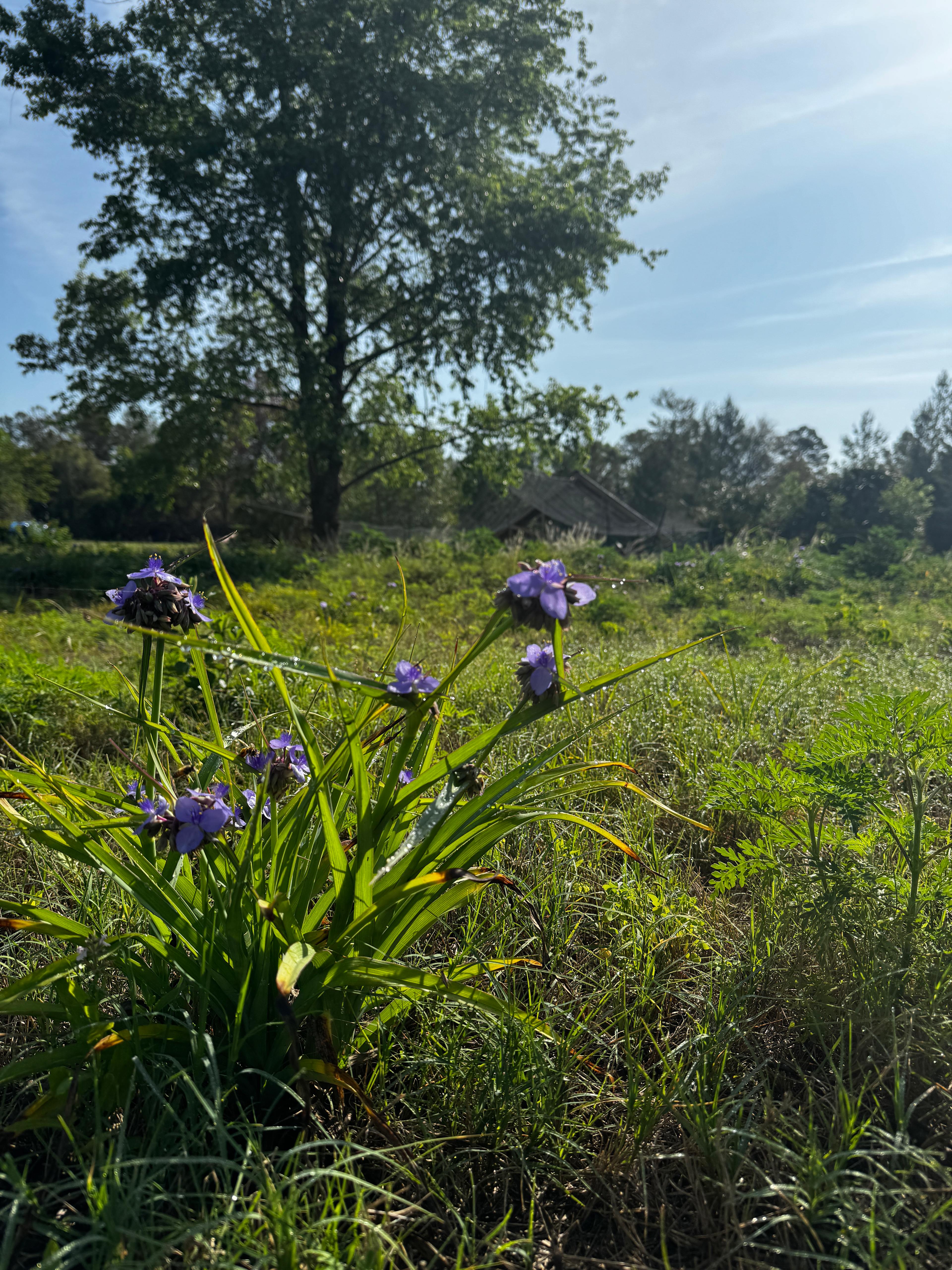 Rest Nest in Umatilla Florida