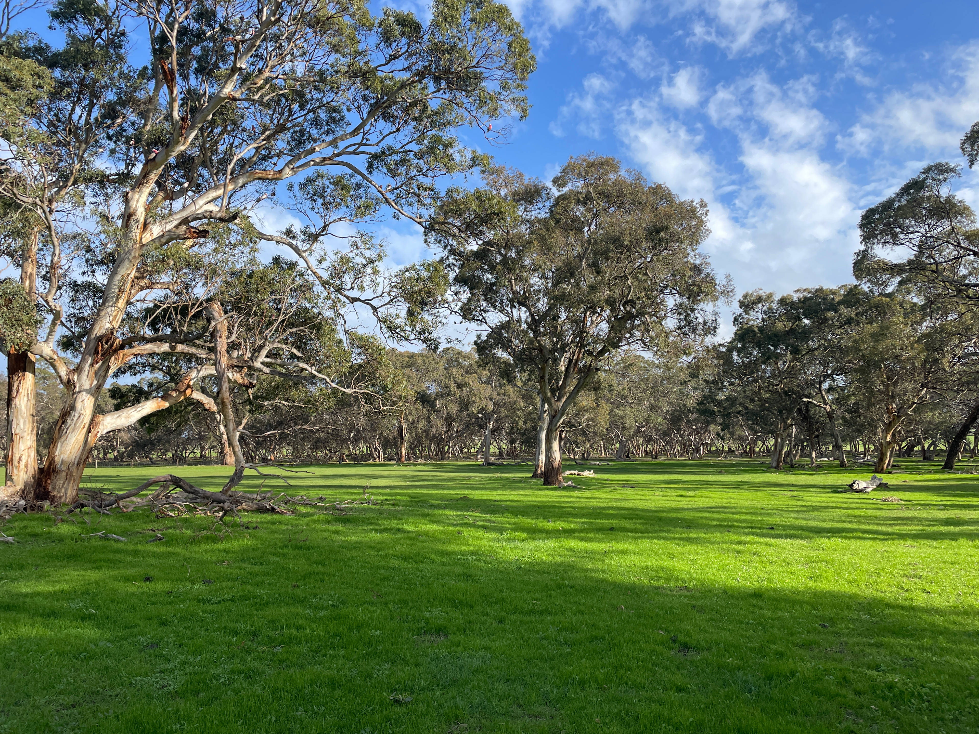 Big Gum Camp