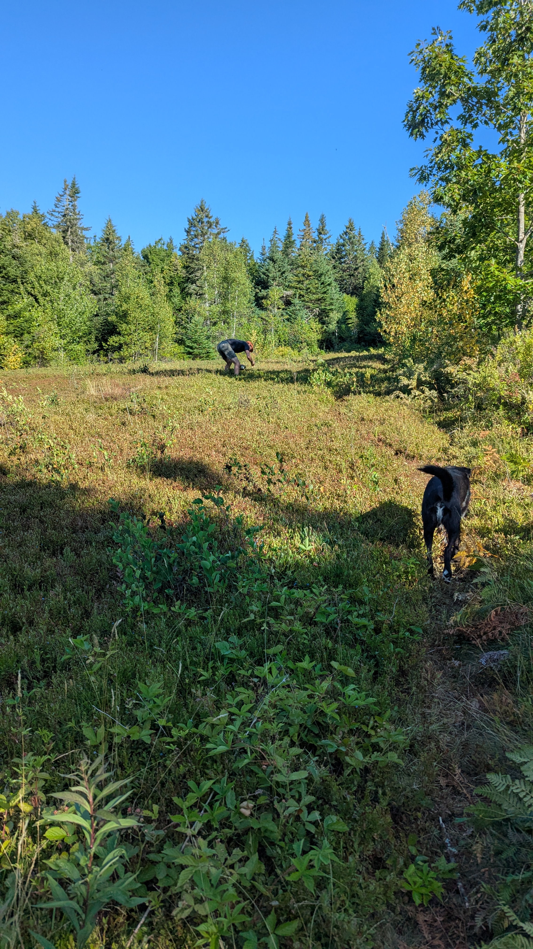 Blueberry Land Tent Platforms