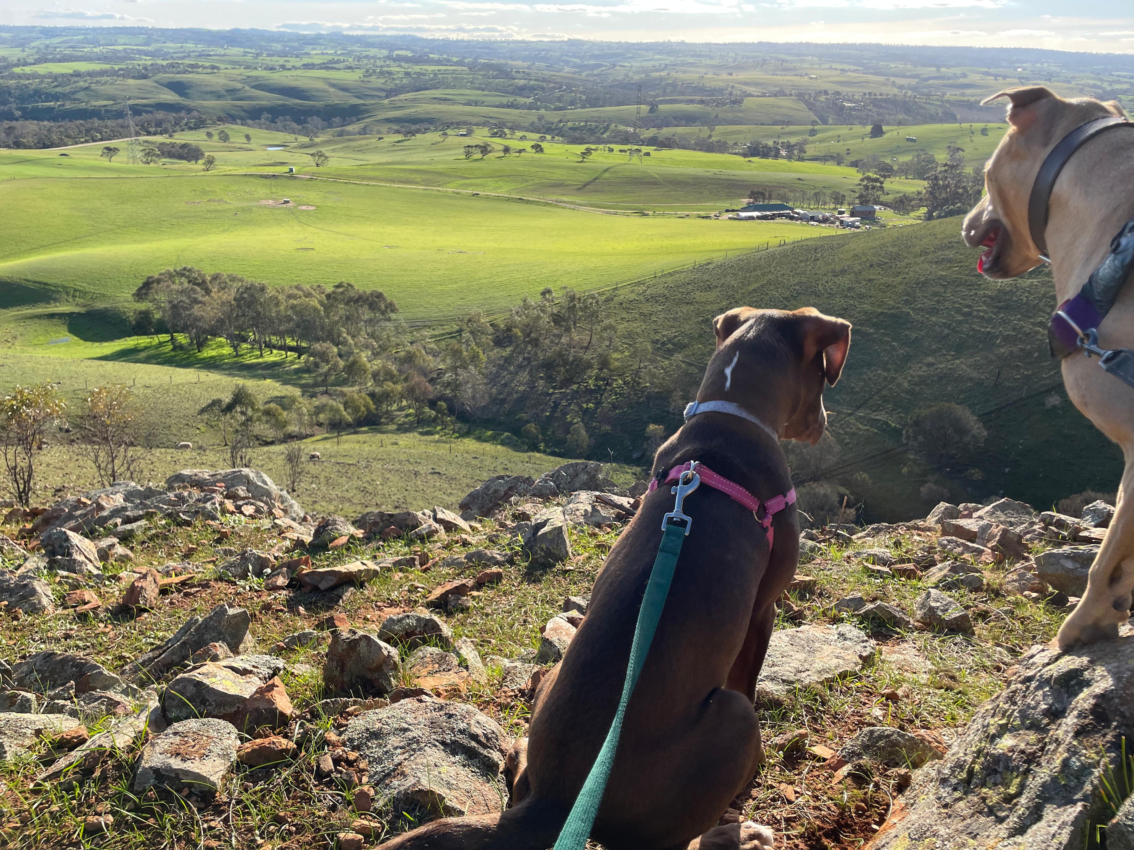 The Plateau Adventures