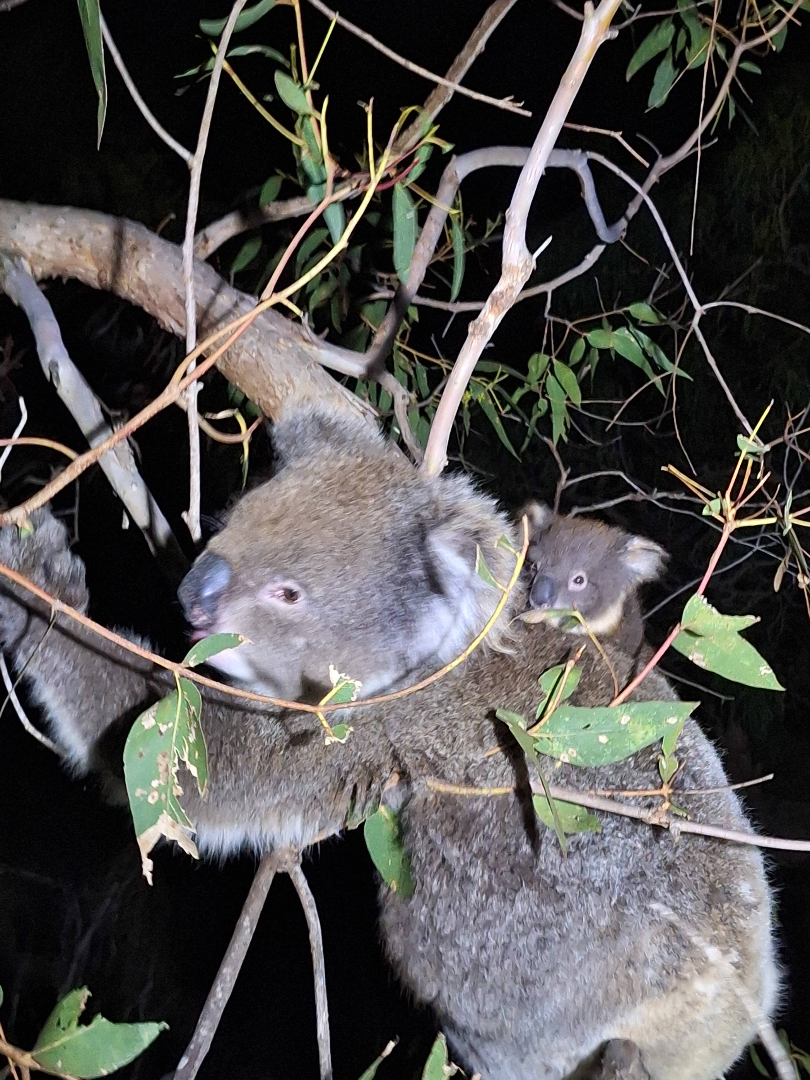 Mikkira Station Koala Sanctuary