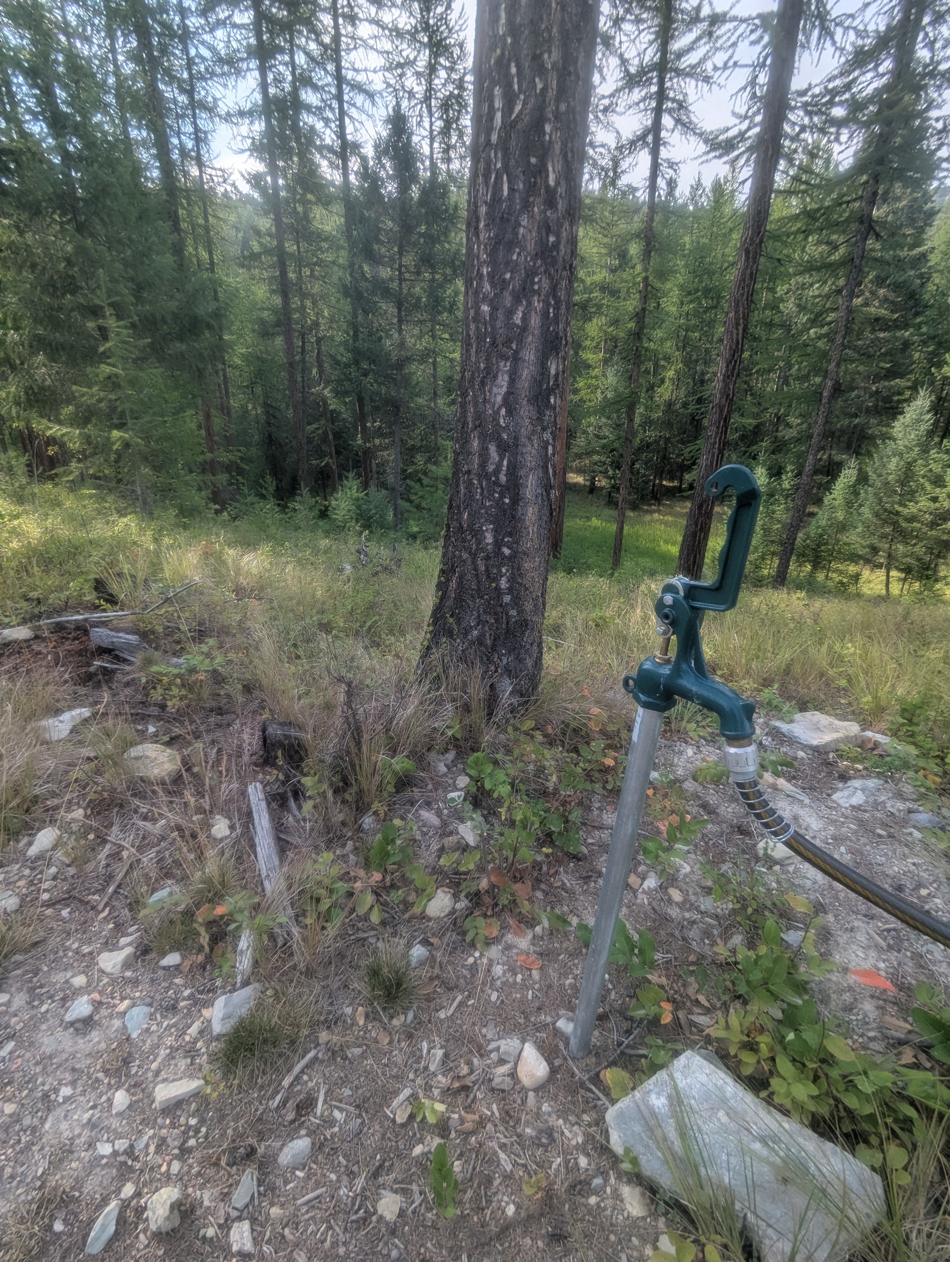 Lone Bear Acres