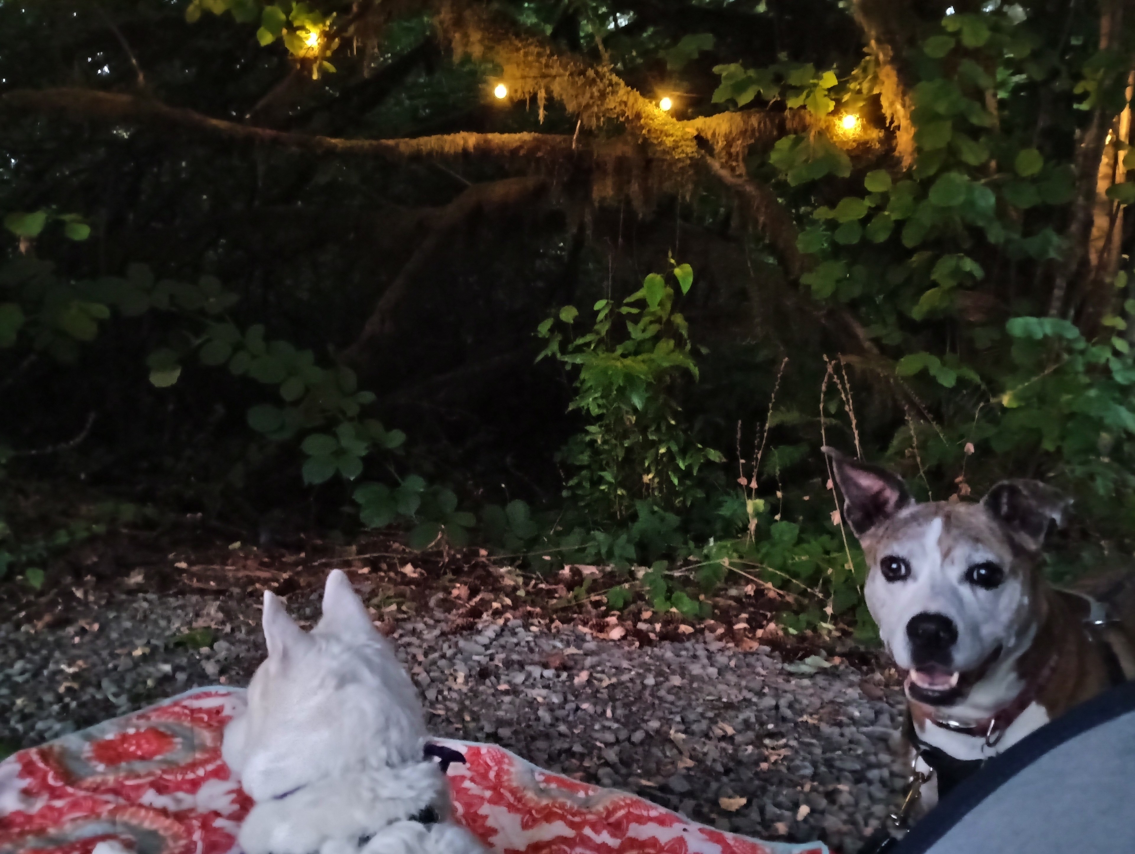 The pups loved exploring the trails