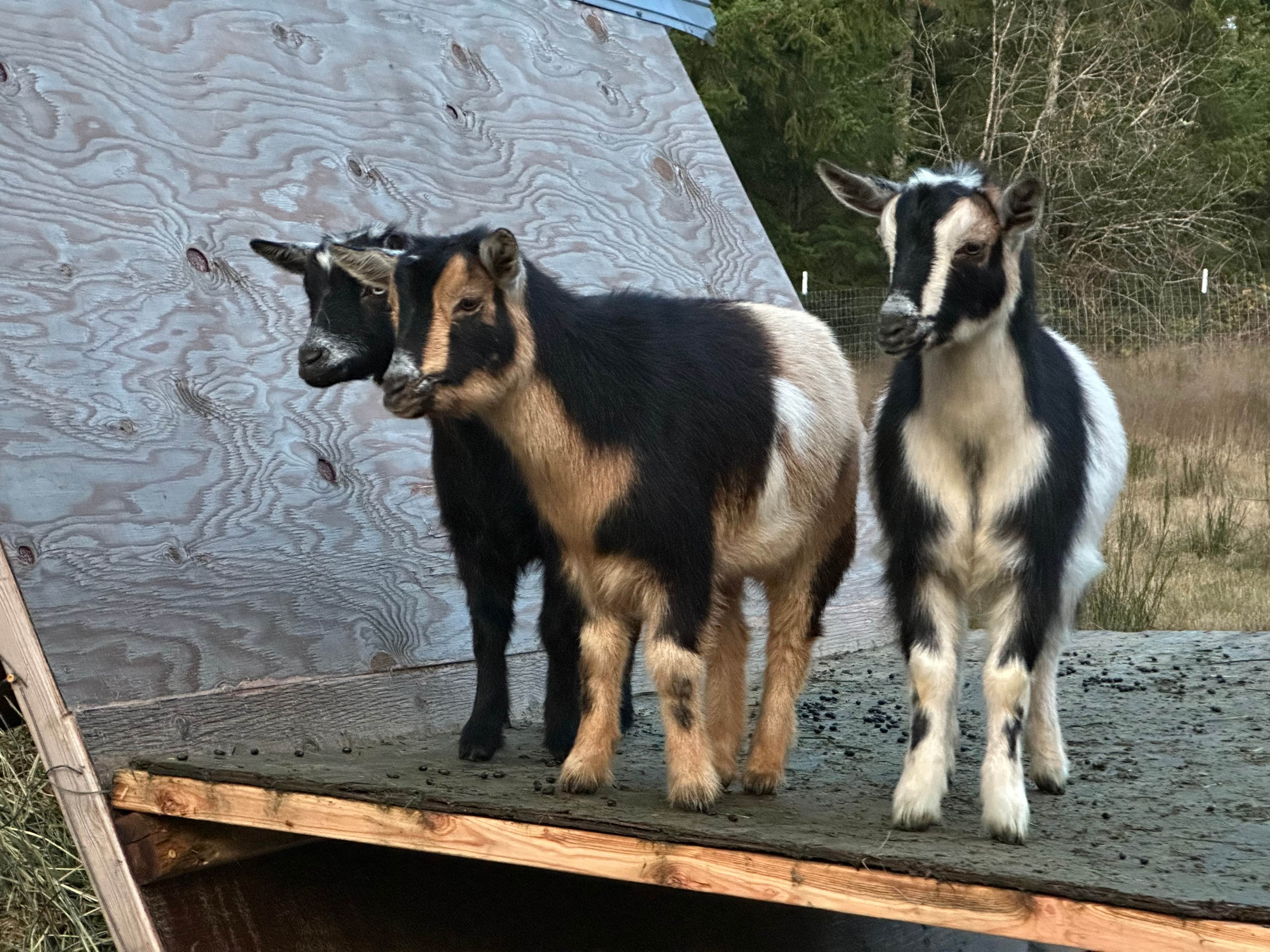 Shindiggin Goat Ranch
