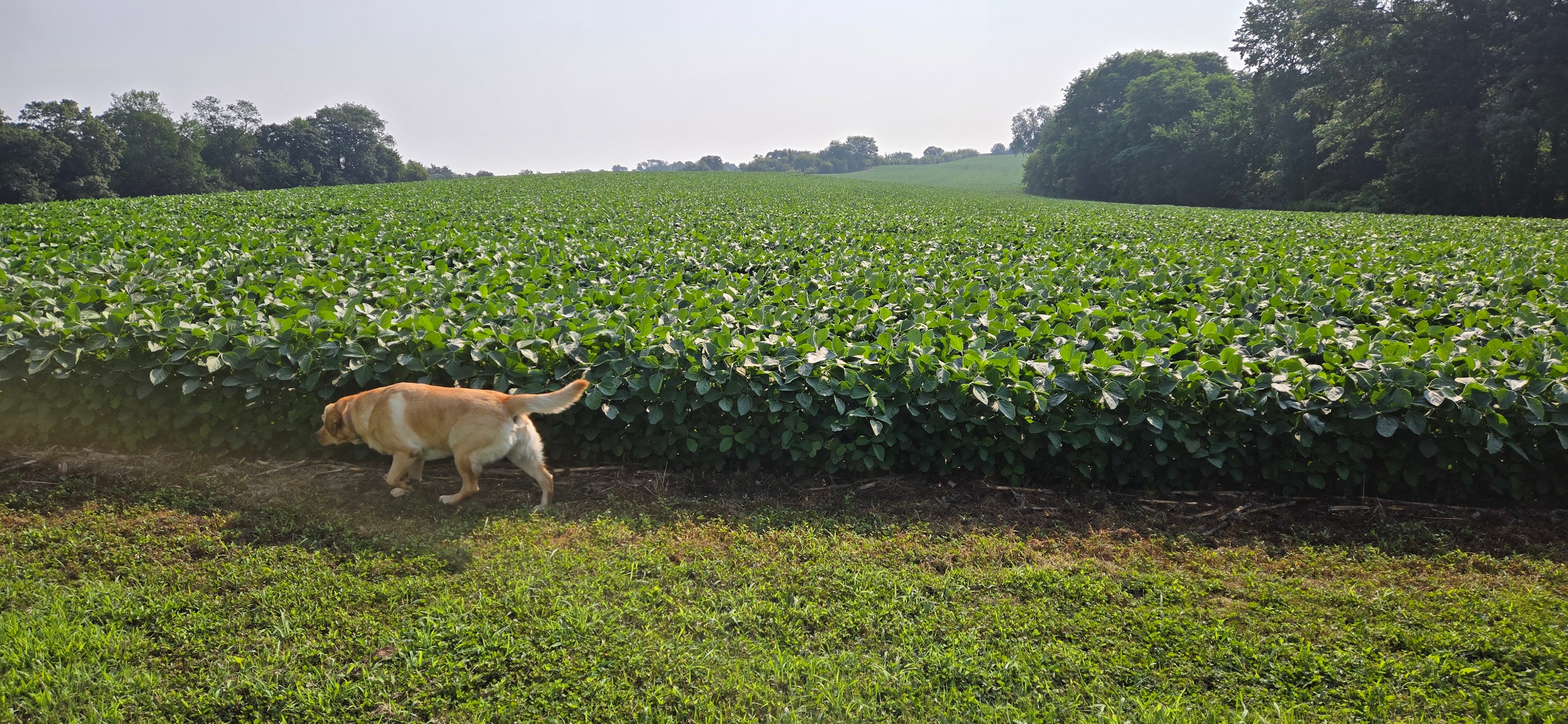Beautiful rolling farm field at one end of the property.