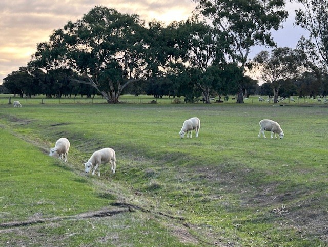 Lazy Acres Farmstay - Serpentine WA