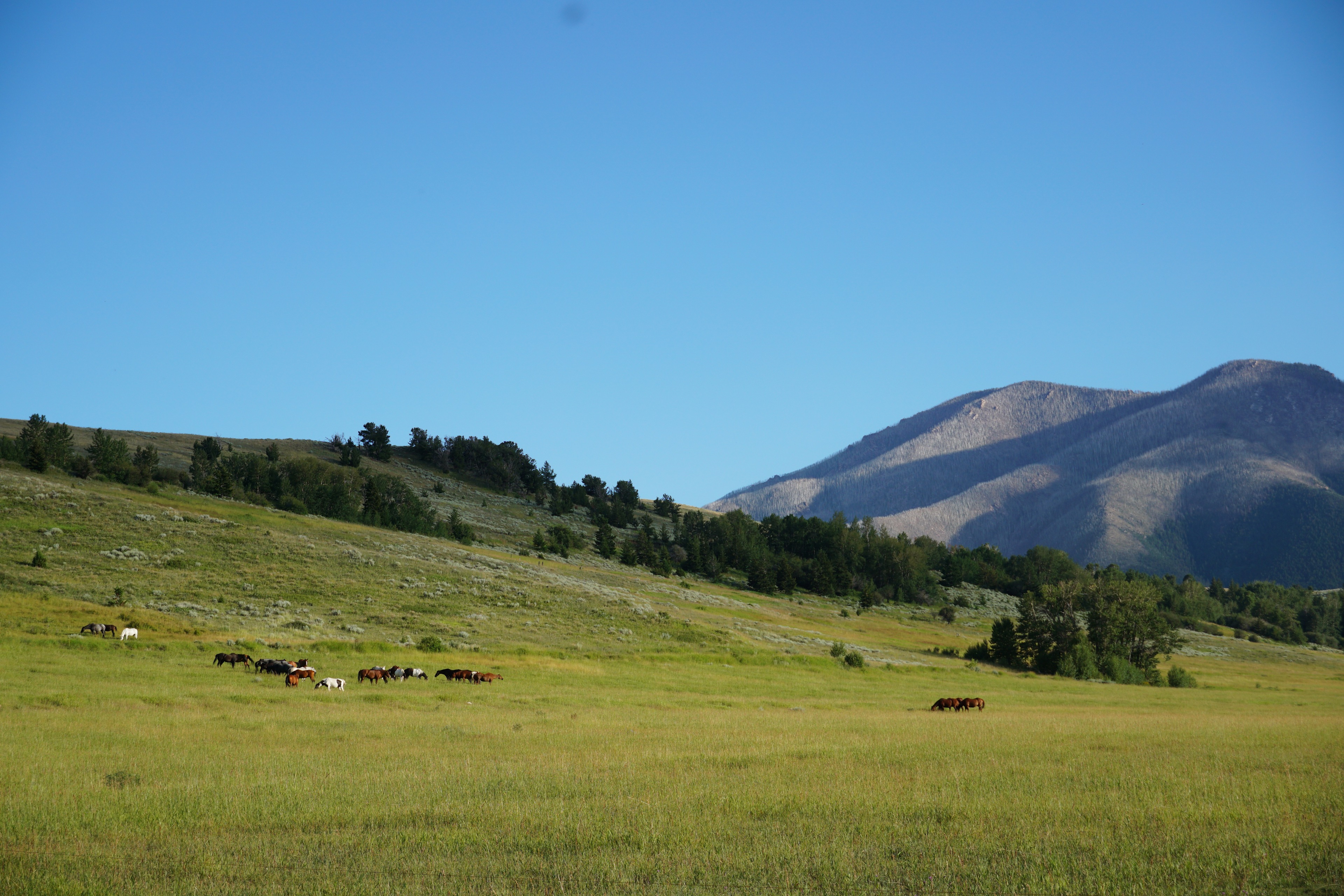 Horse pasture